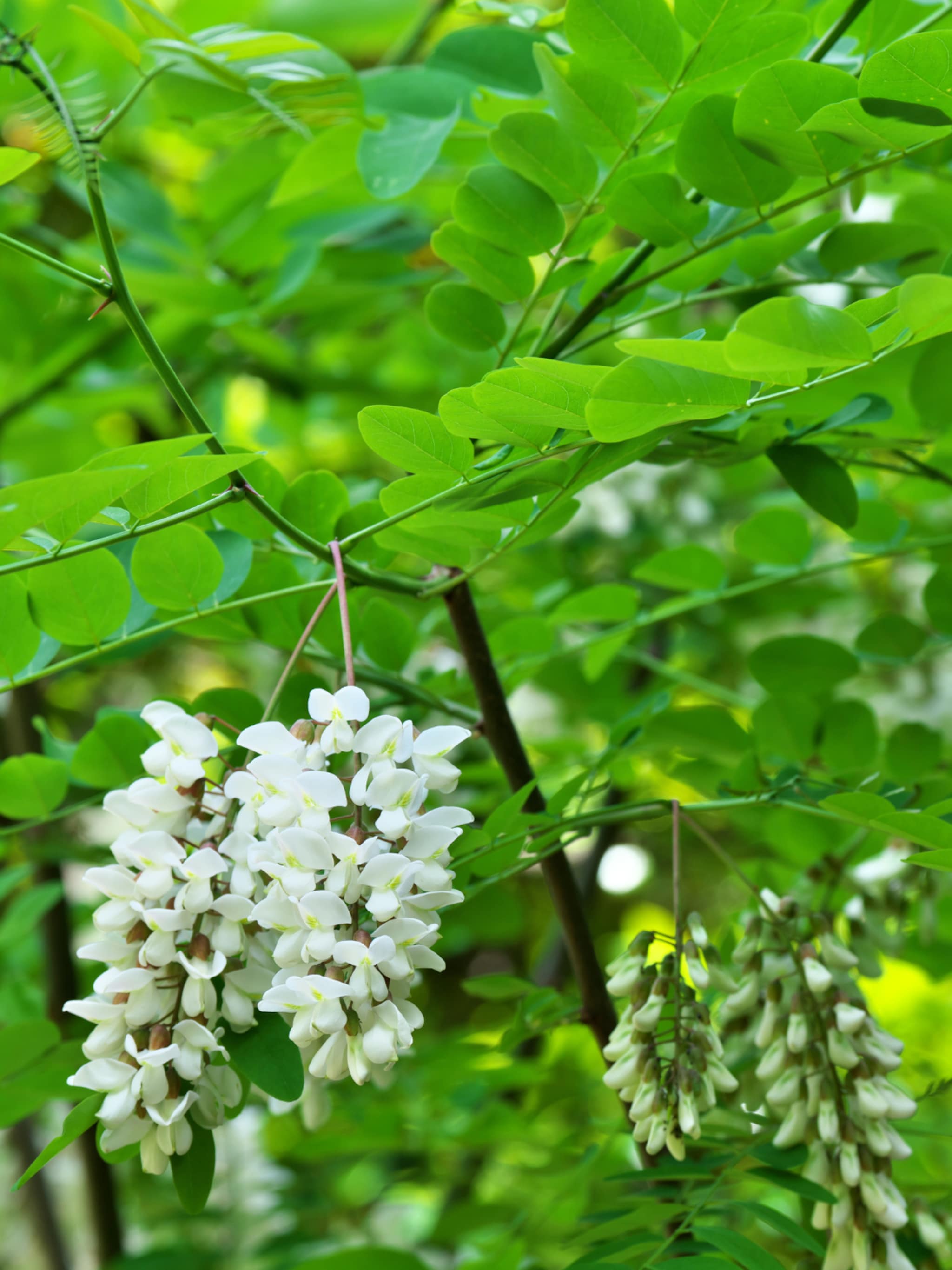 gewone acacia