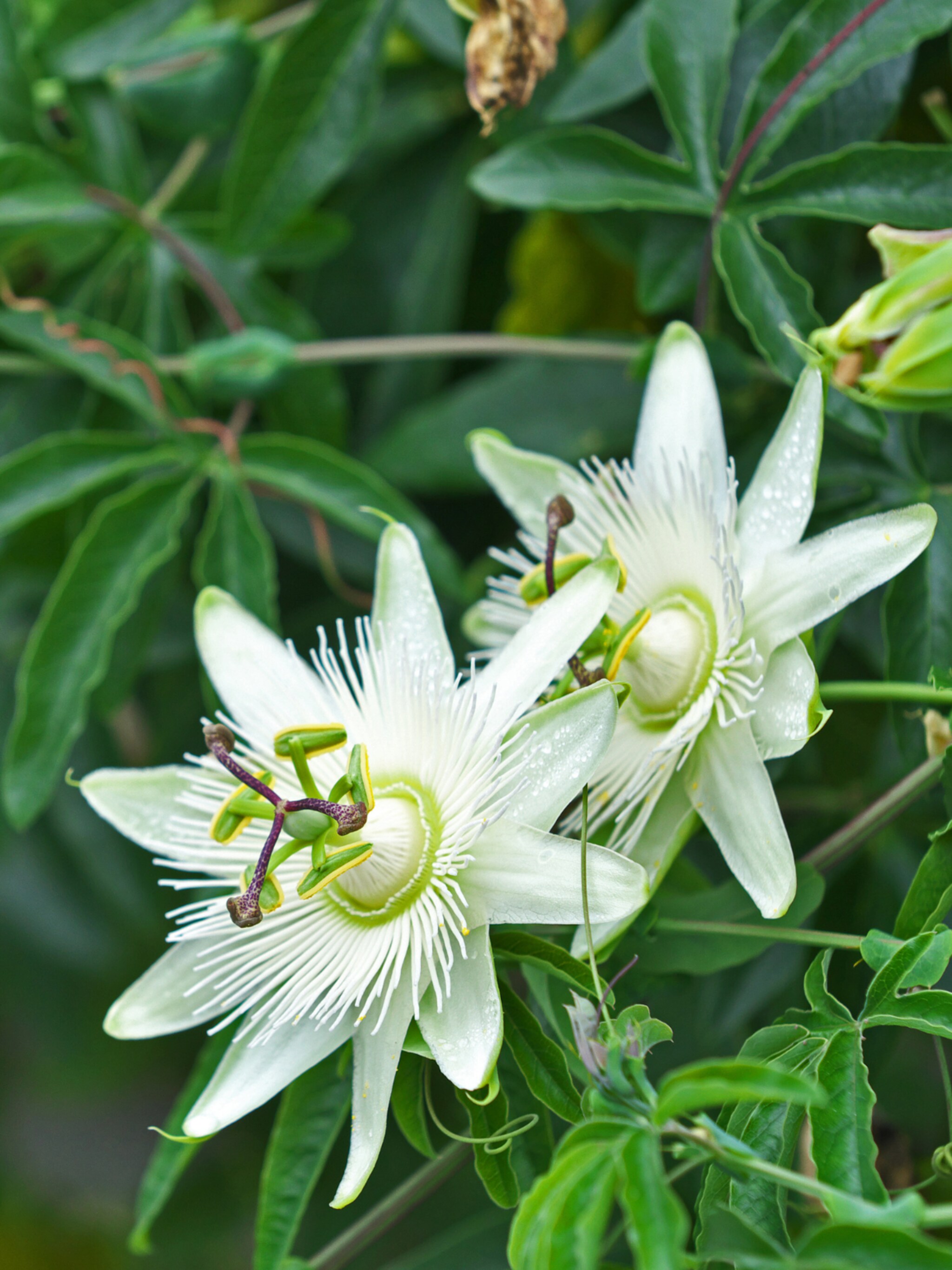 passiebloem