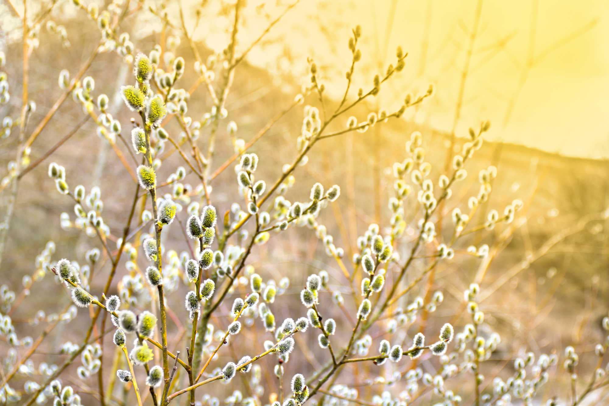 beeld vtwonen Shutterstock / Anastasiia Malinich