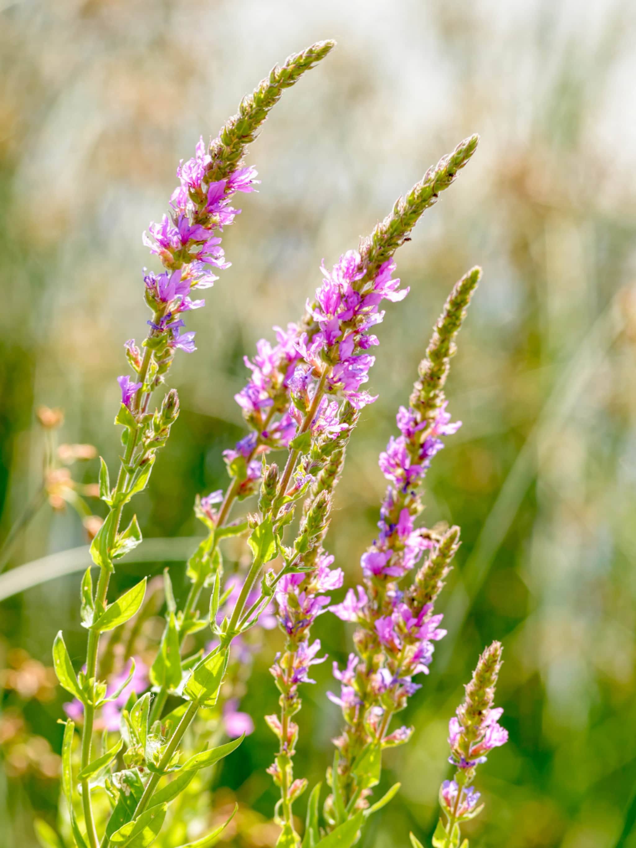 kattenstaart lythrum salicaria