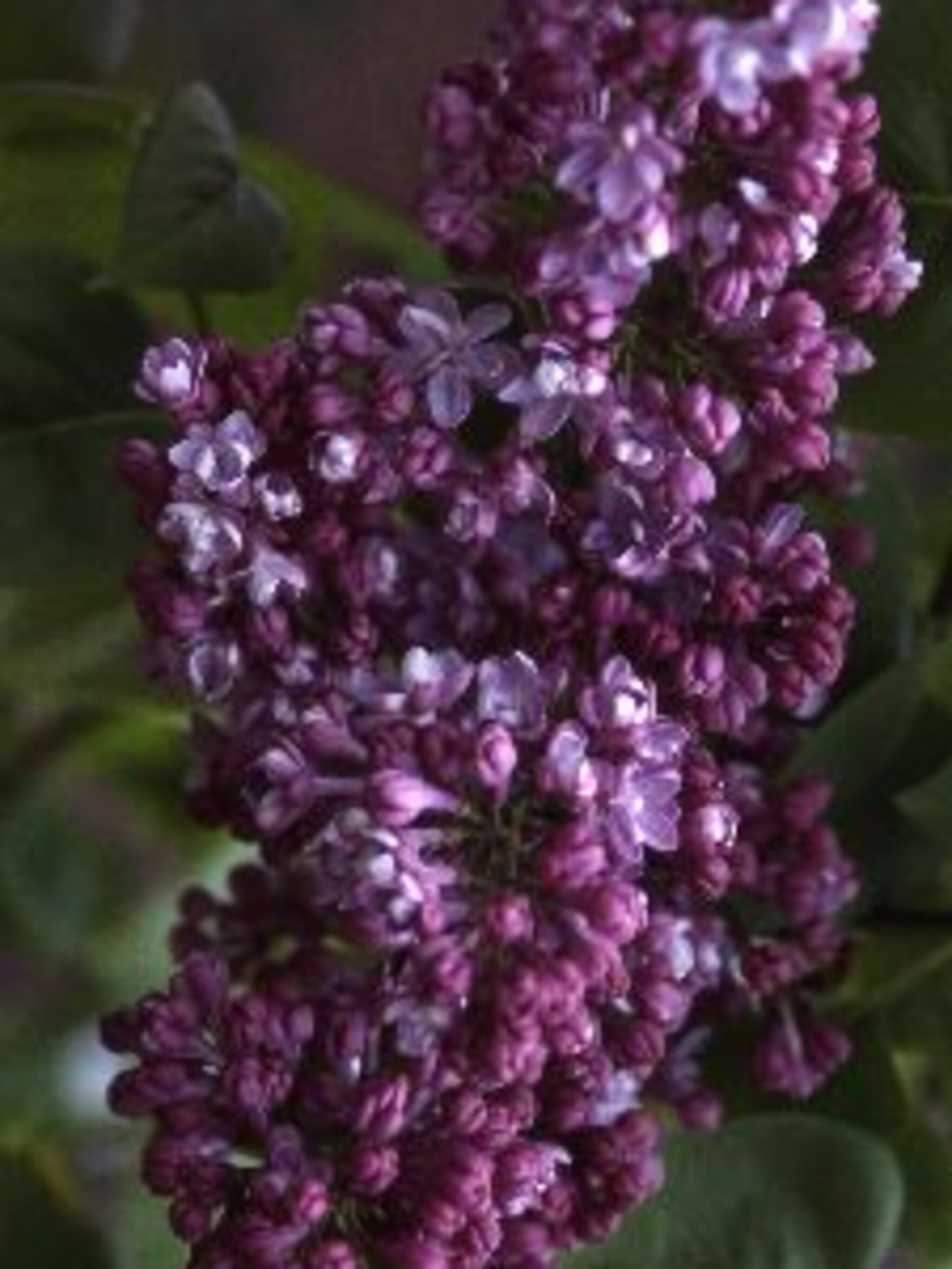 sering syringa vulgaris