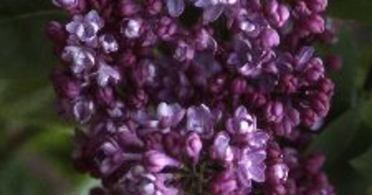 Syringa vulgaris - Sering - Plantenindex | vtwonen