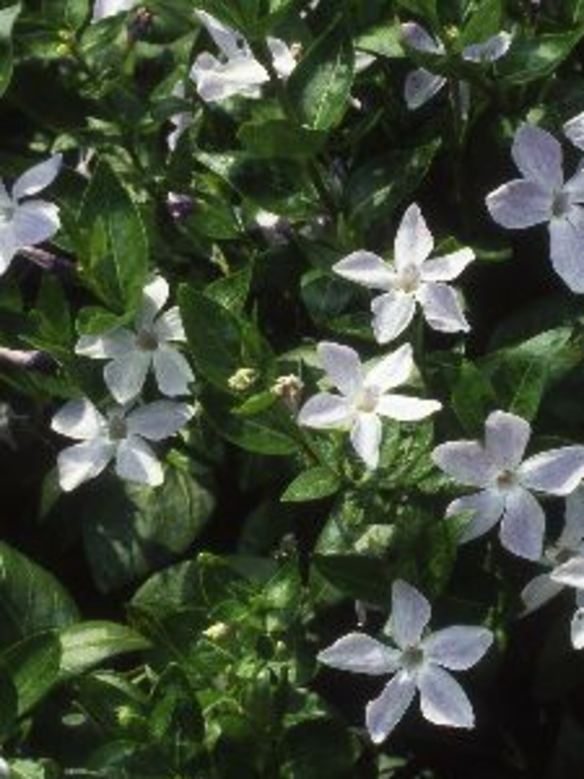grote maagdenpalm vinca