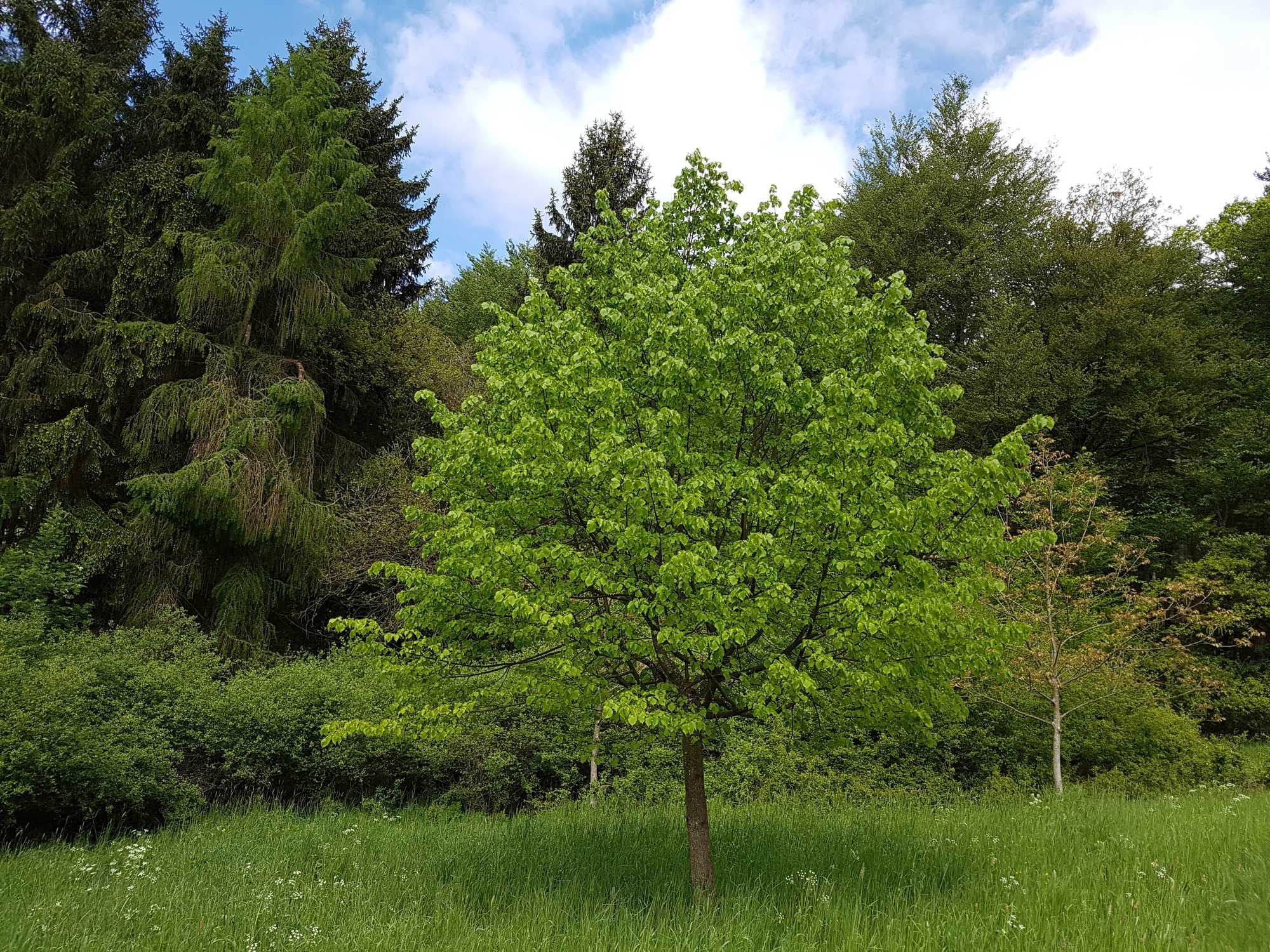 beeld vtwonen Shutterstock / Manfred Ruckszio
