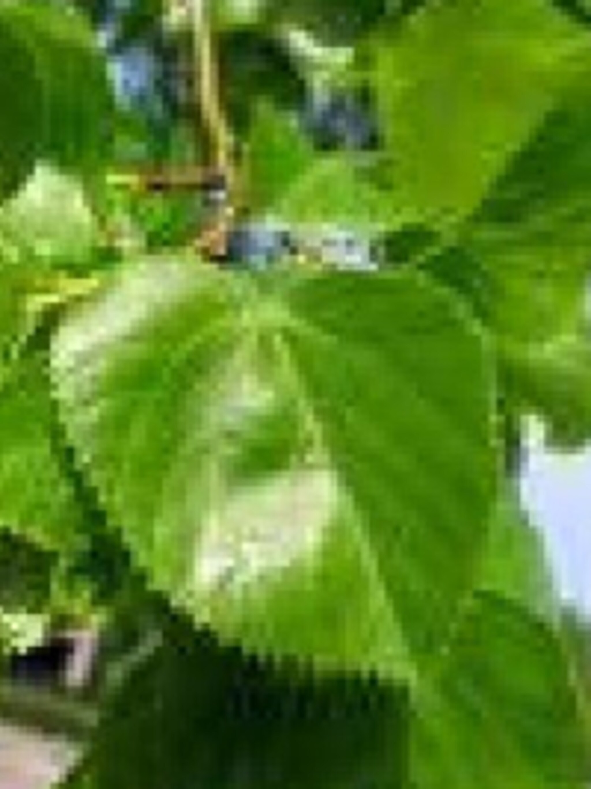 grootbladige linde tilia platyphyllos