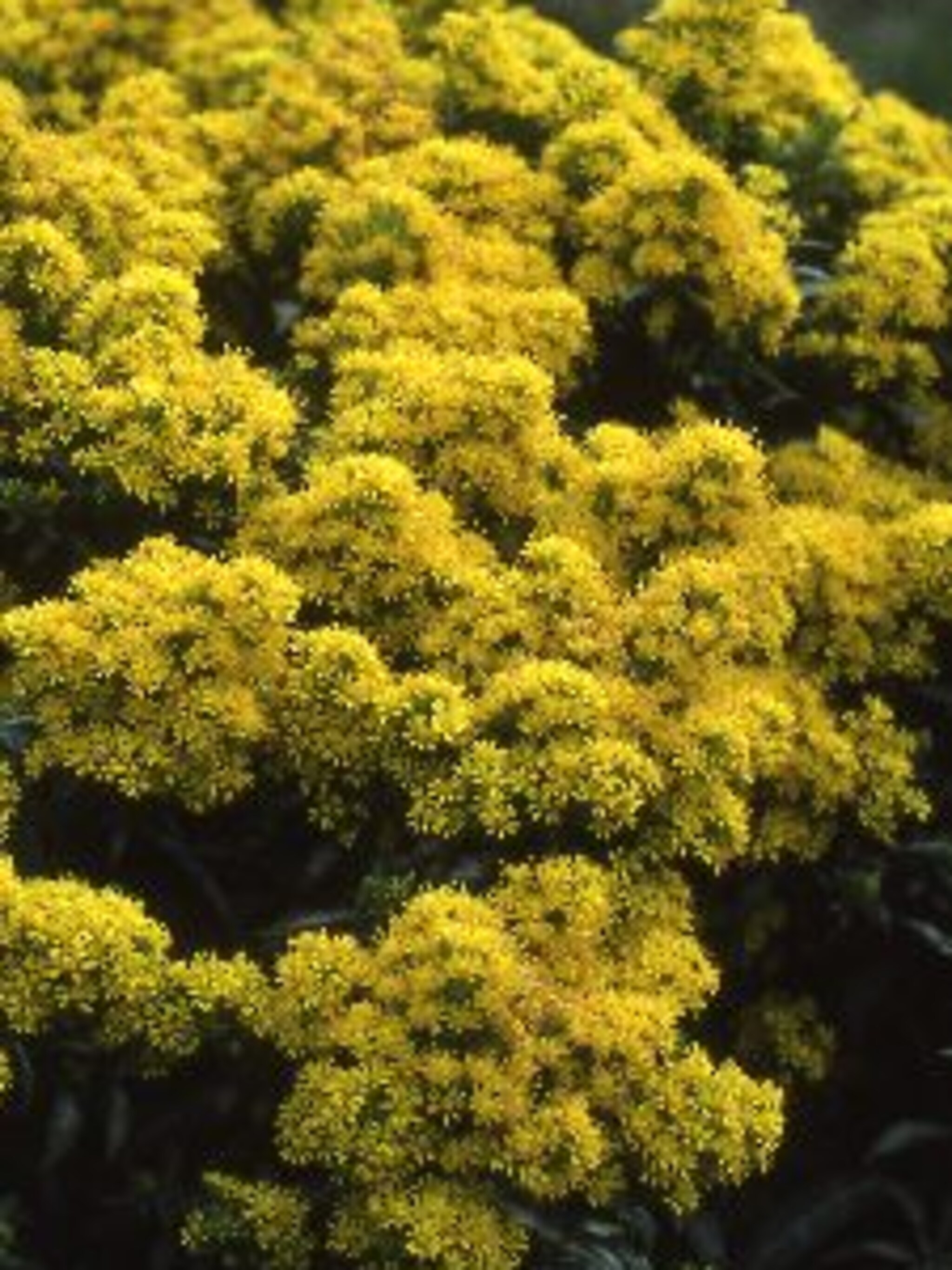 guldenroede golden dwarf