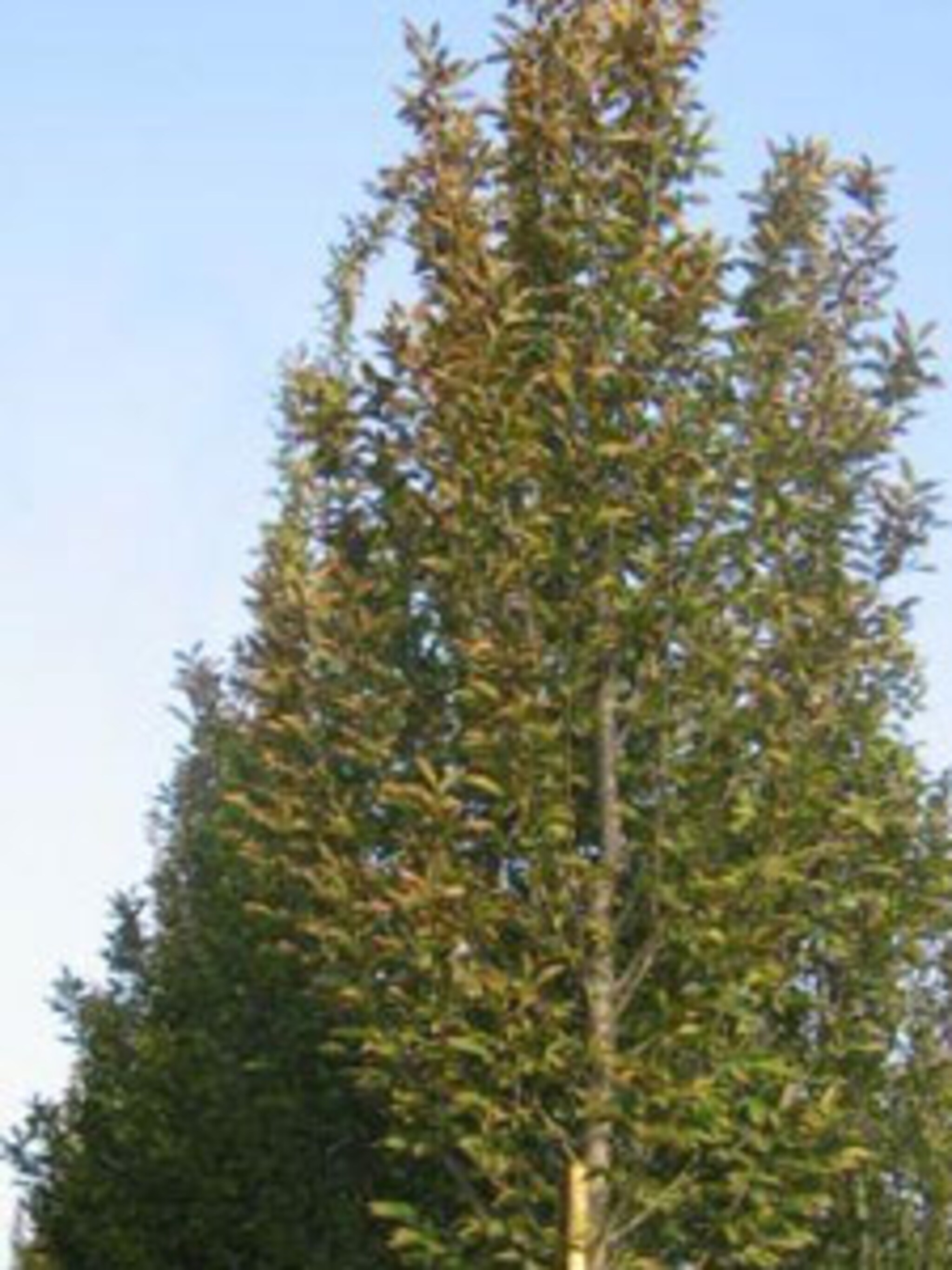 haagbeuk fastigiata