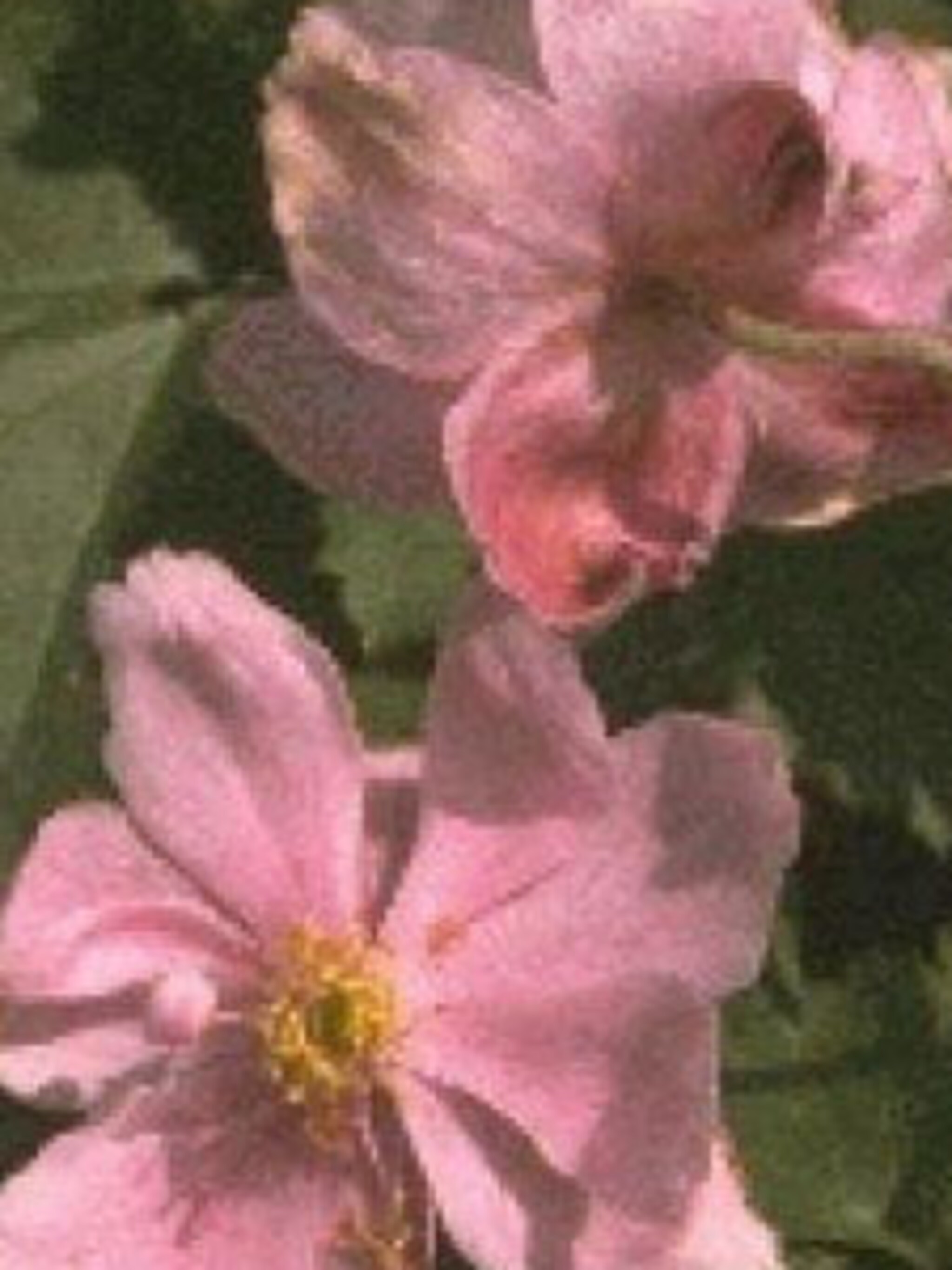 herfstanemoon praecox