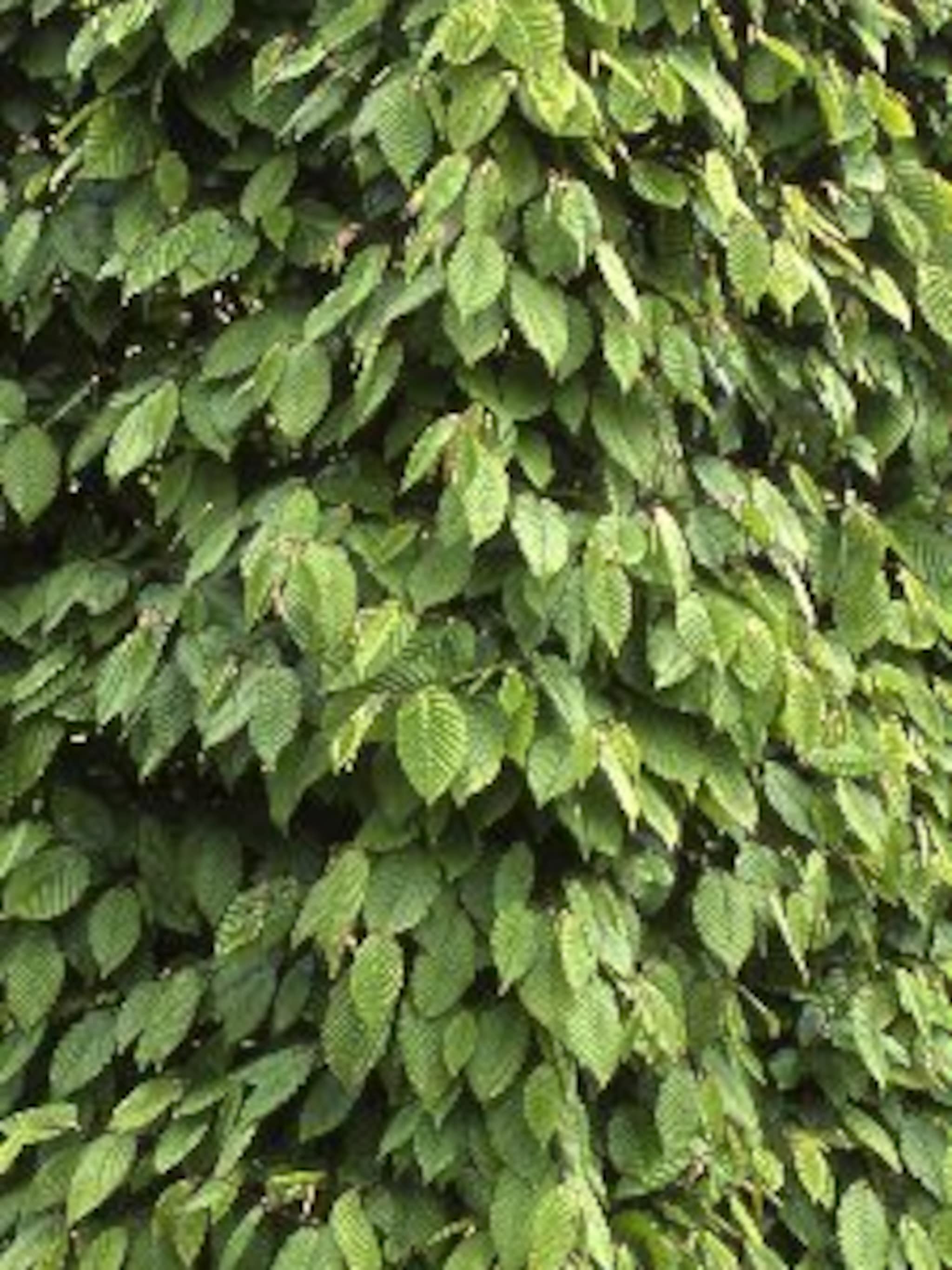 haagbeuk carpinus betulus