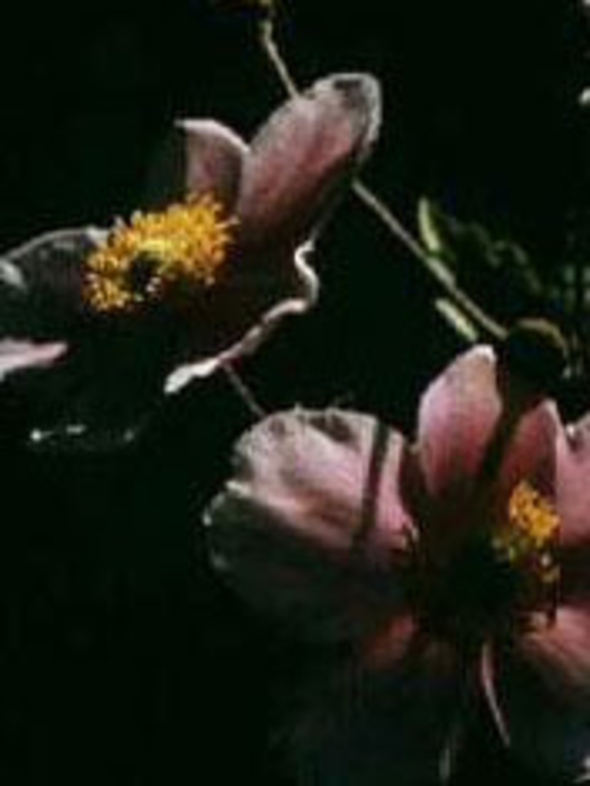 herfstanemoon anemone hupehensis