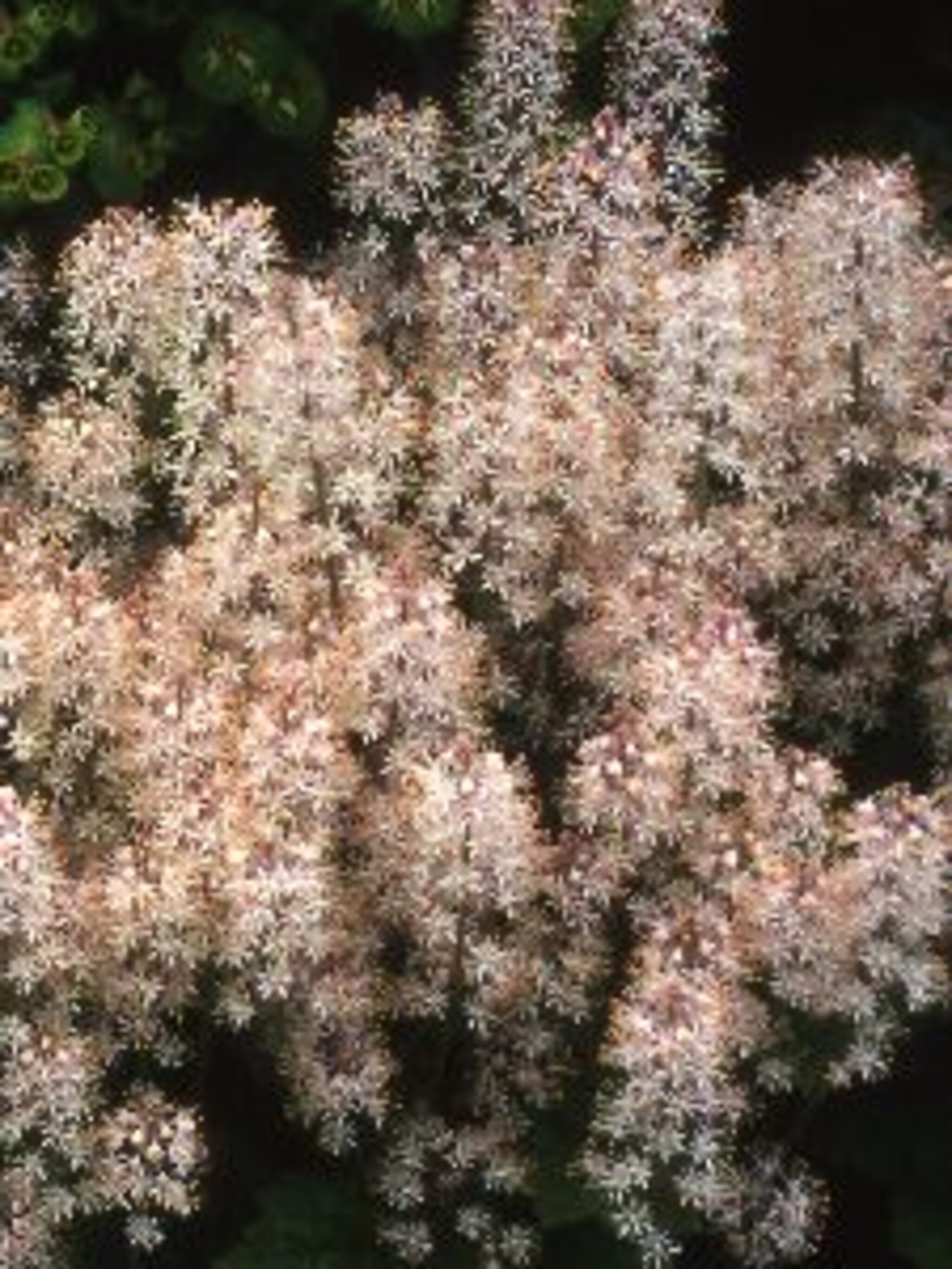 schuimkaars tiarella cordifolia