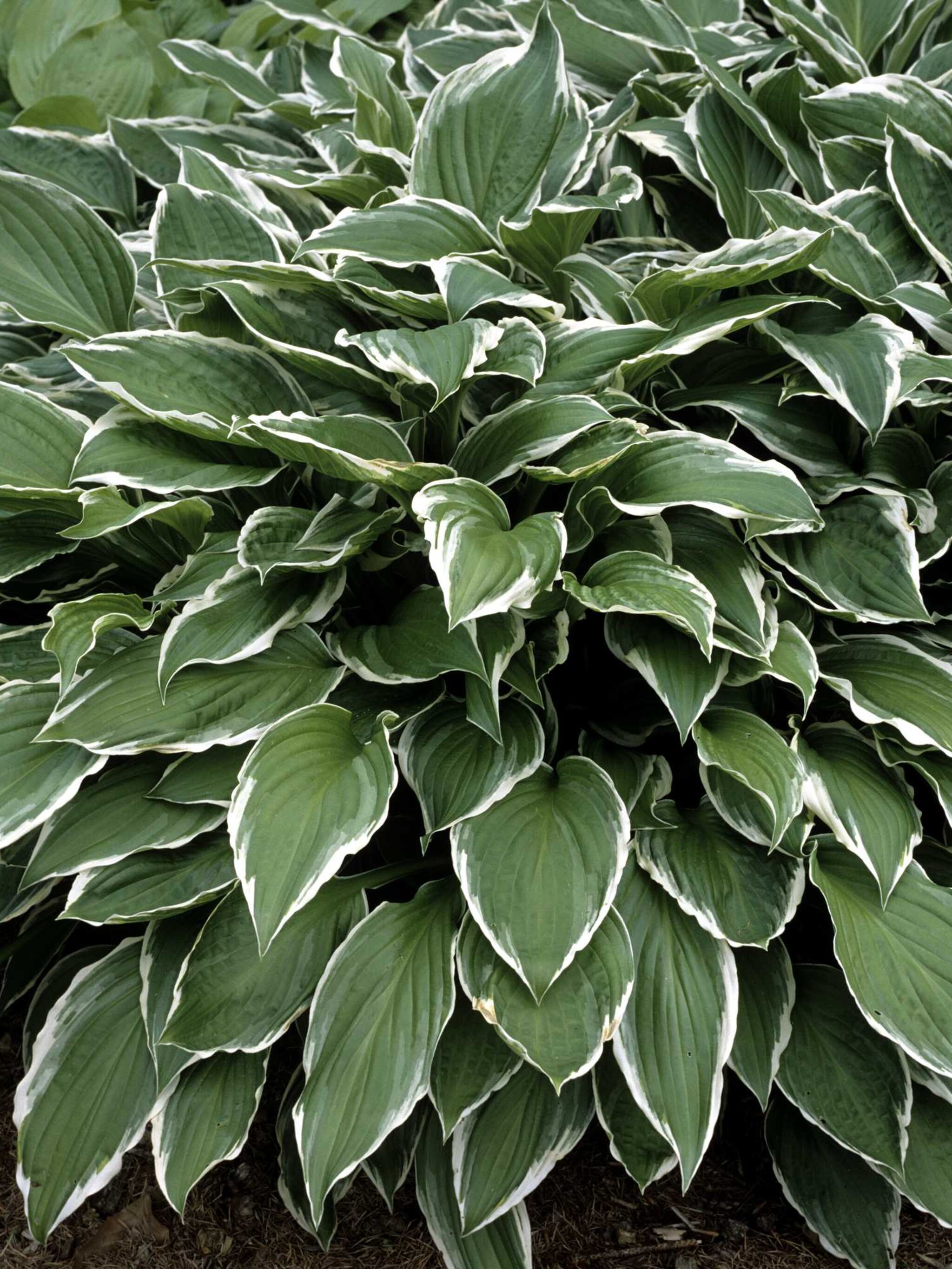 hosta hosta x fortunei