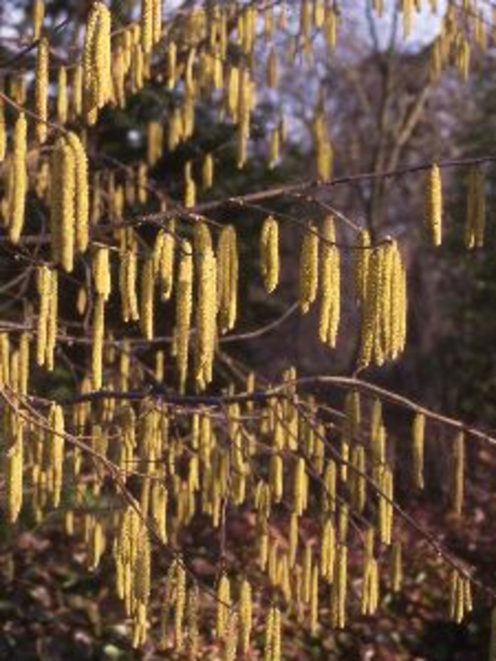 hazelaar corylus avellana