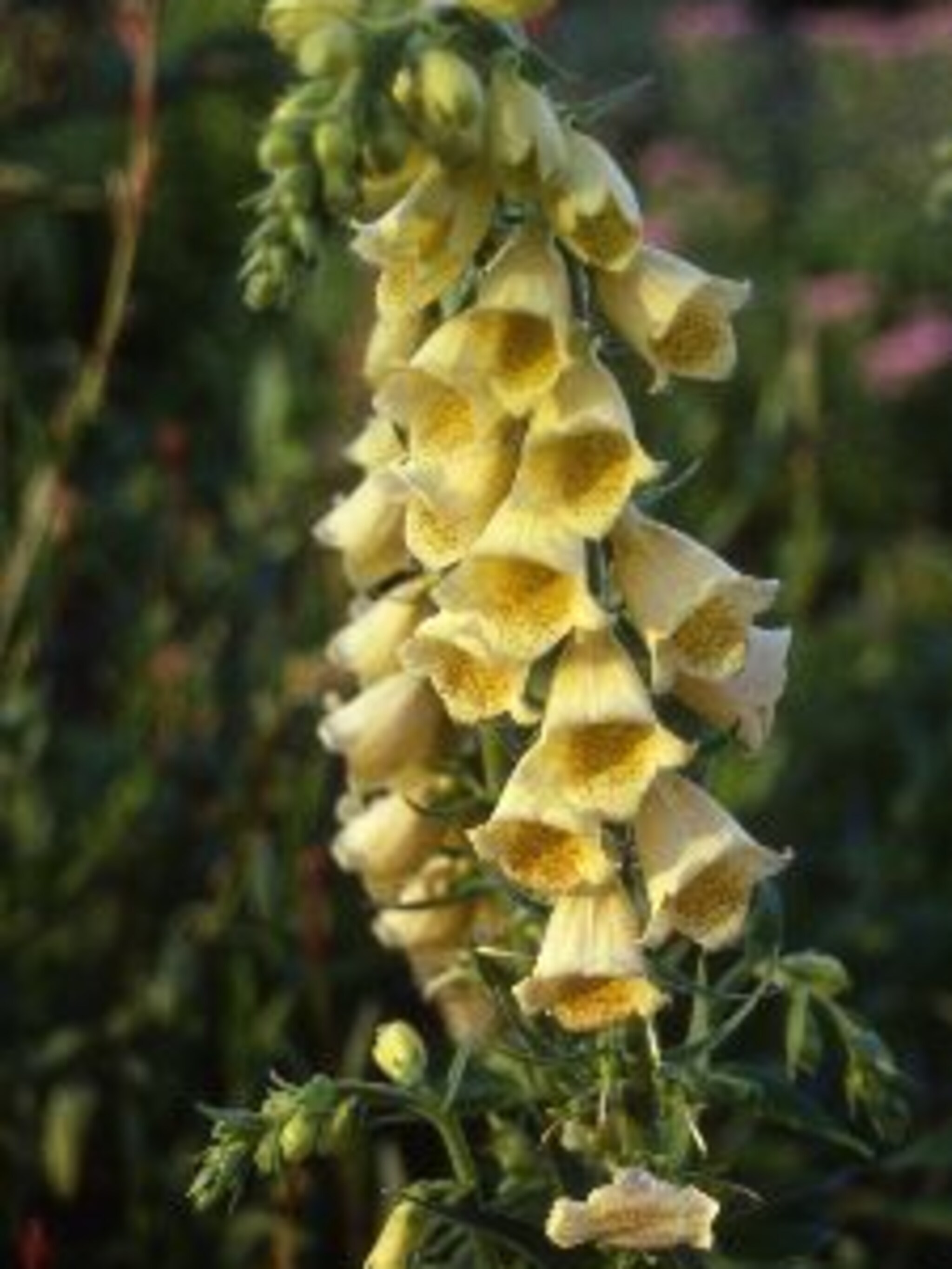 vingerhoedskruid digitalis grandiflora