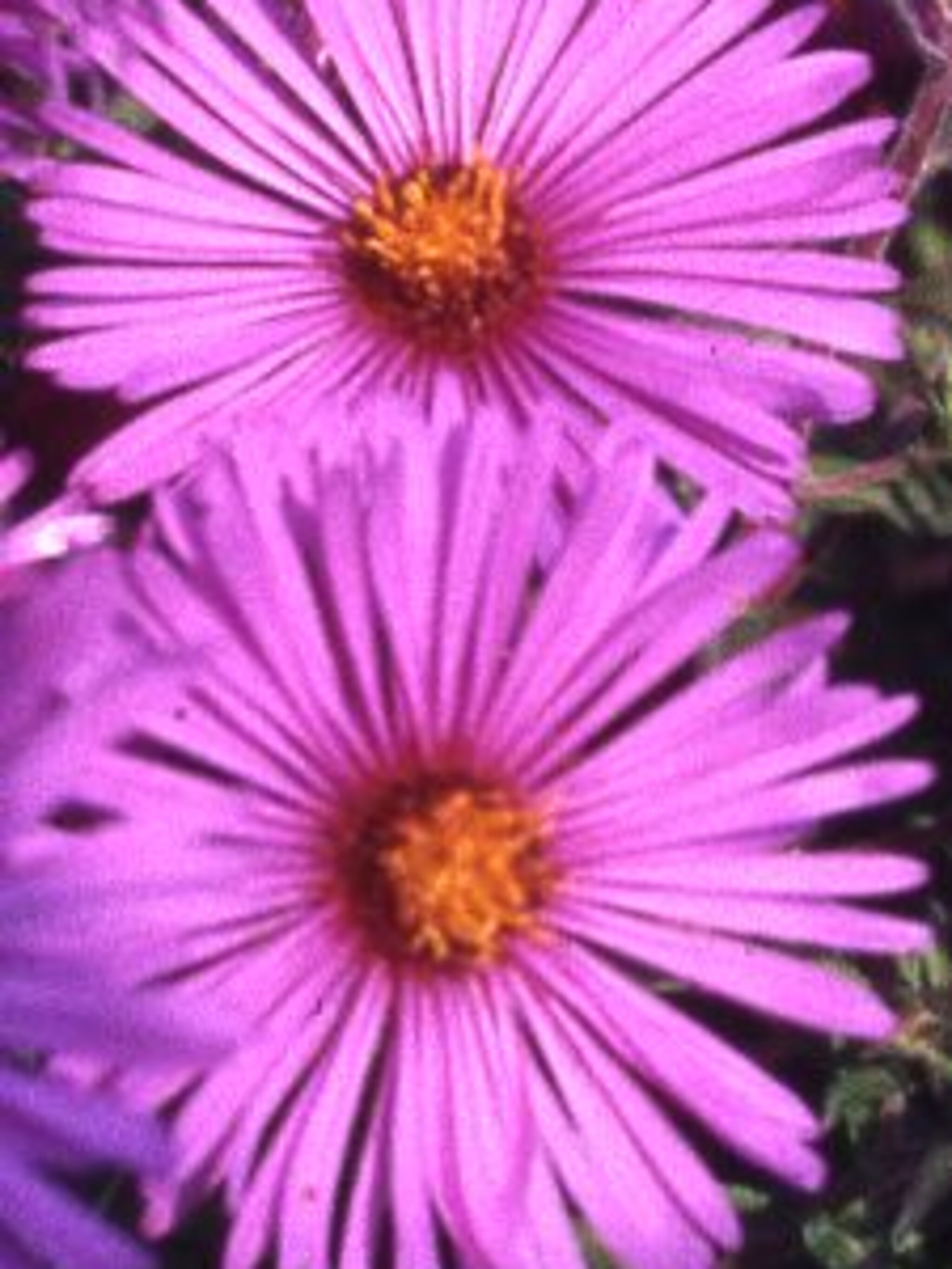 herfstaster barr s pink
