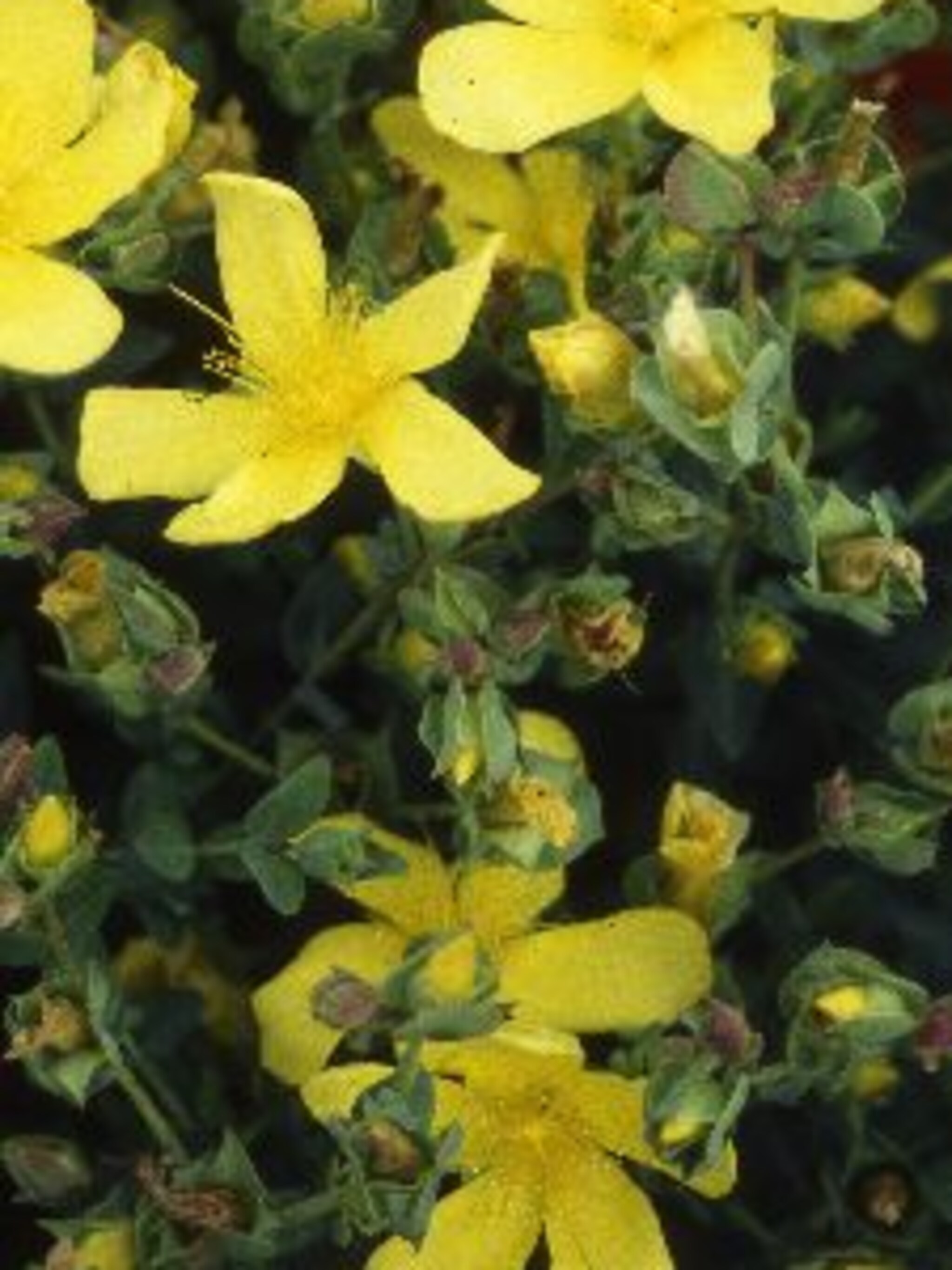 hertshooi hypericum olympicum