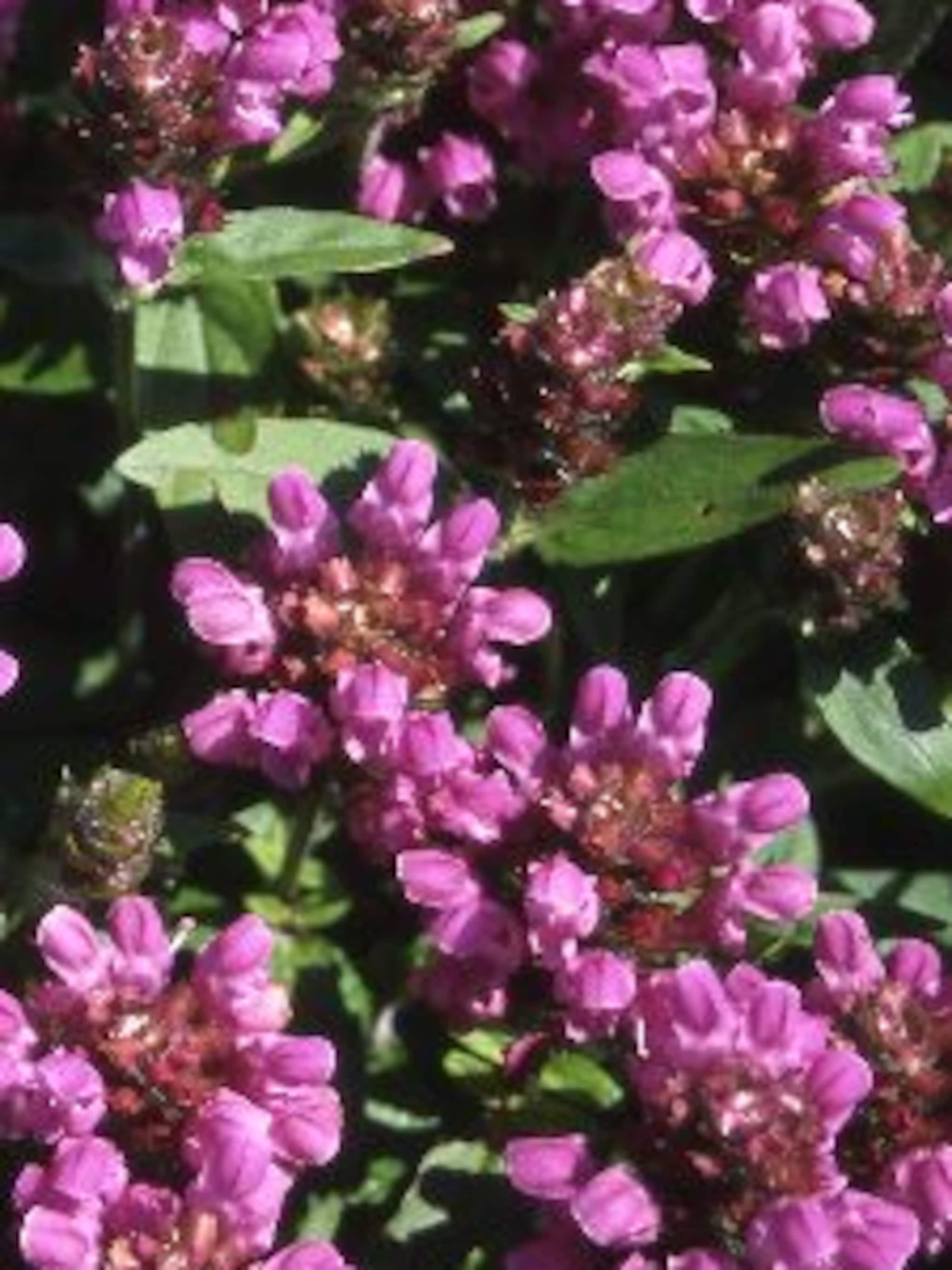 brunel carminea