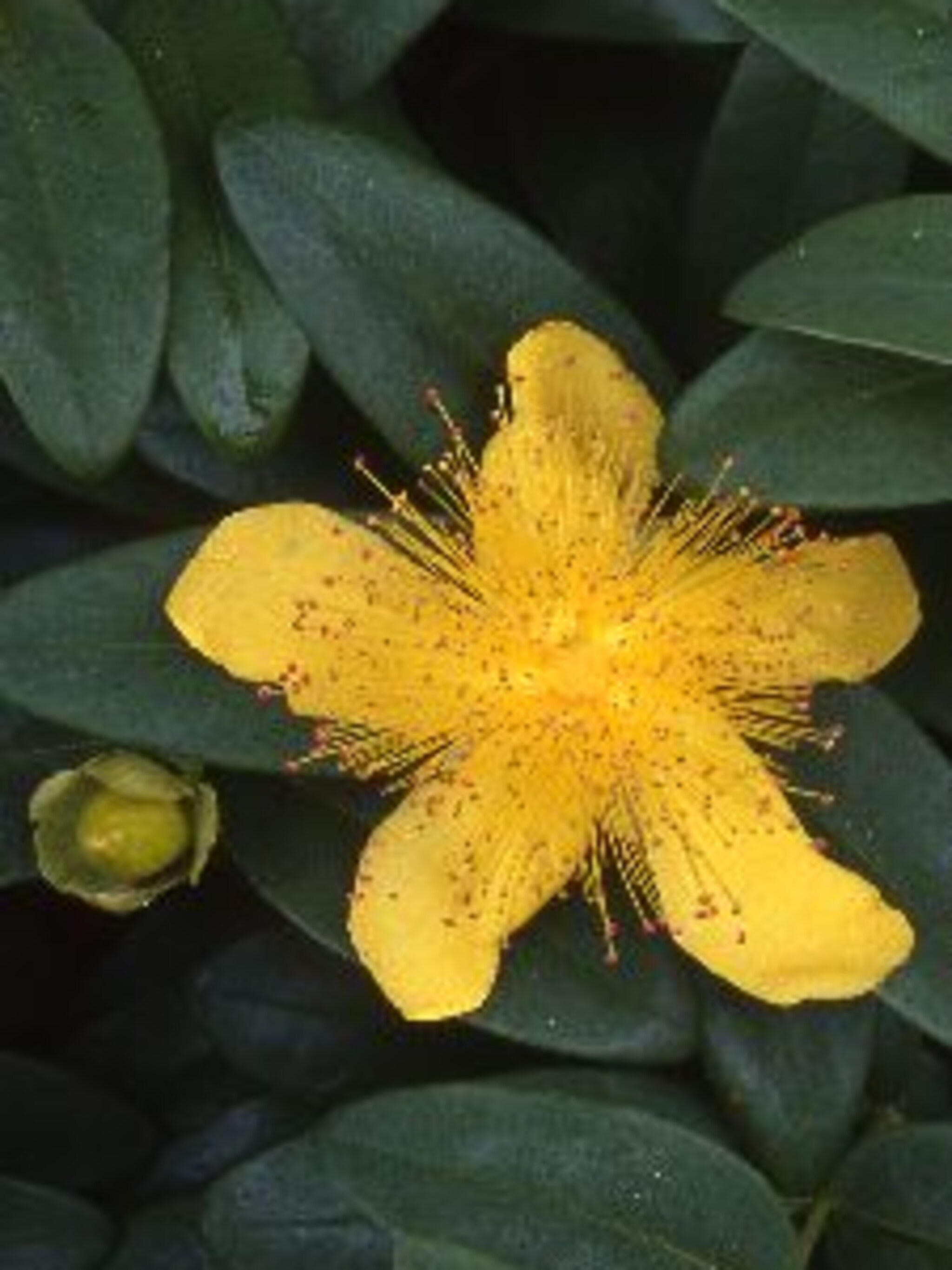 hertshooi hyperium calycinum