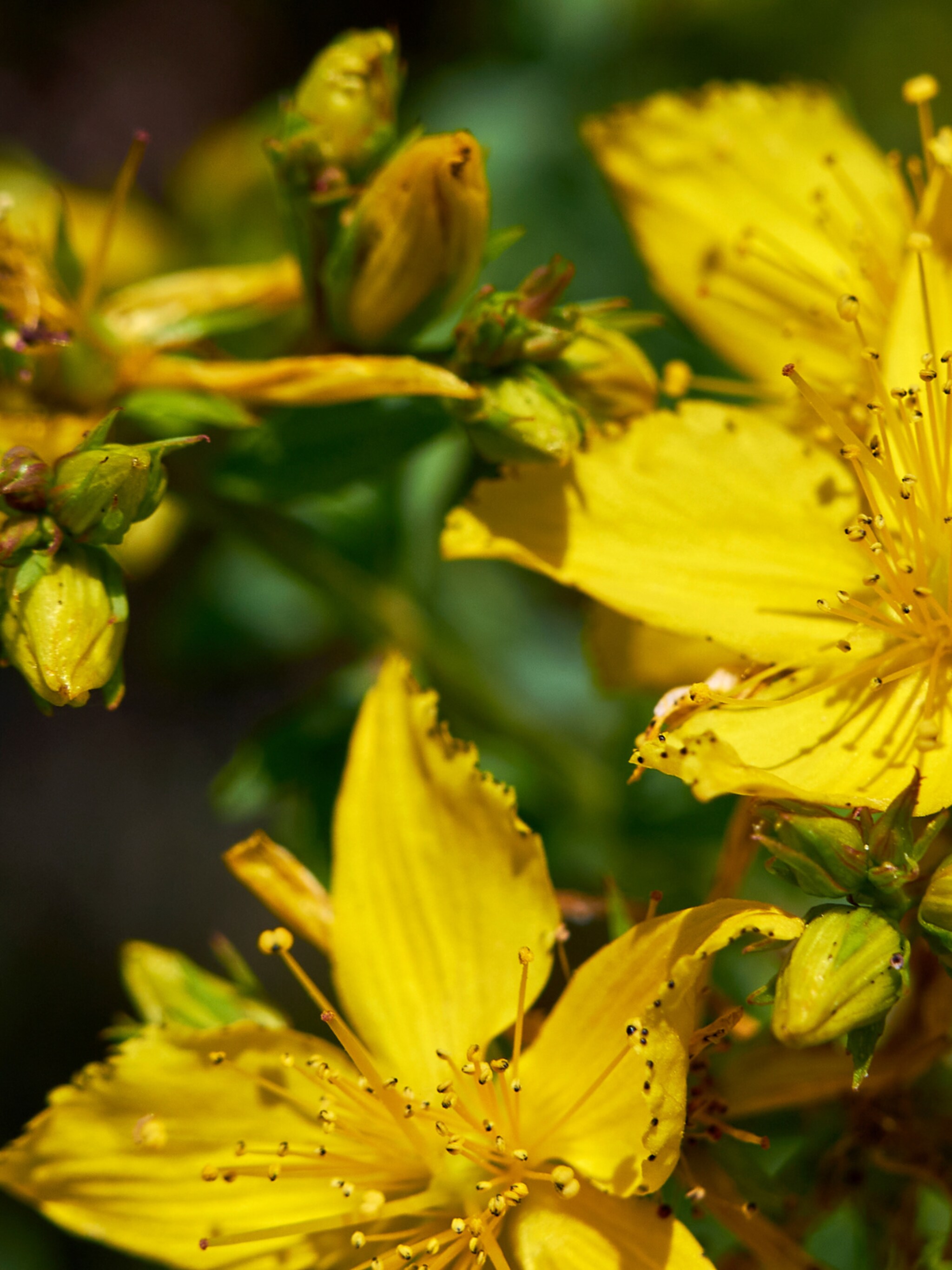 hertshooi hidcote