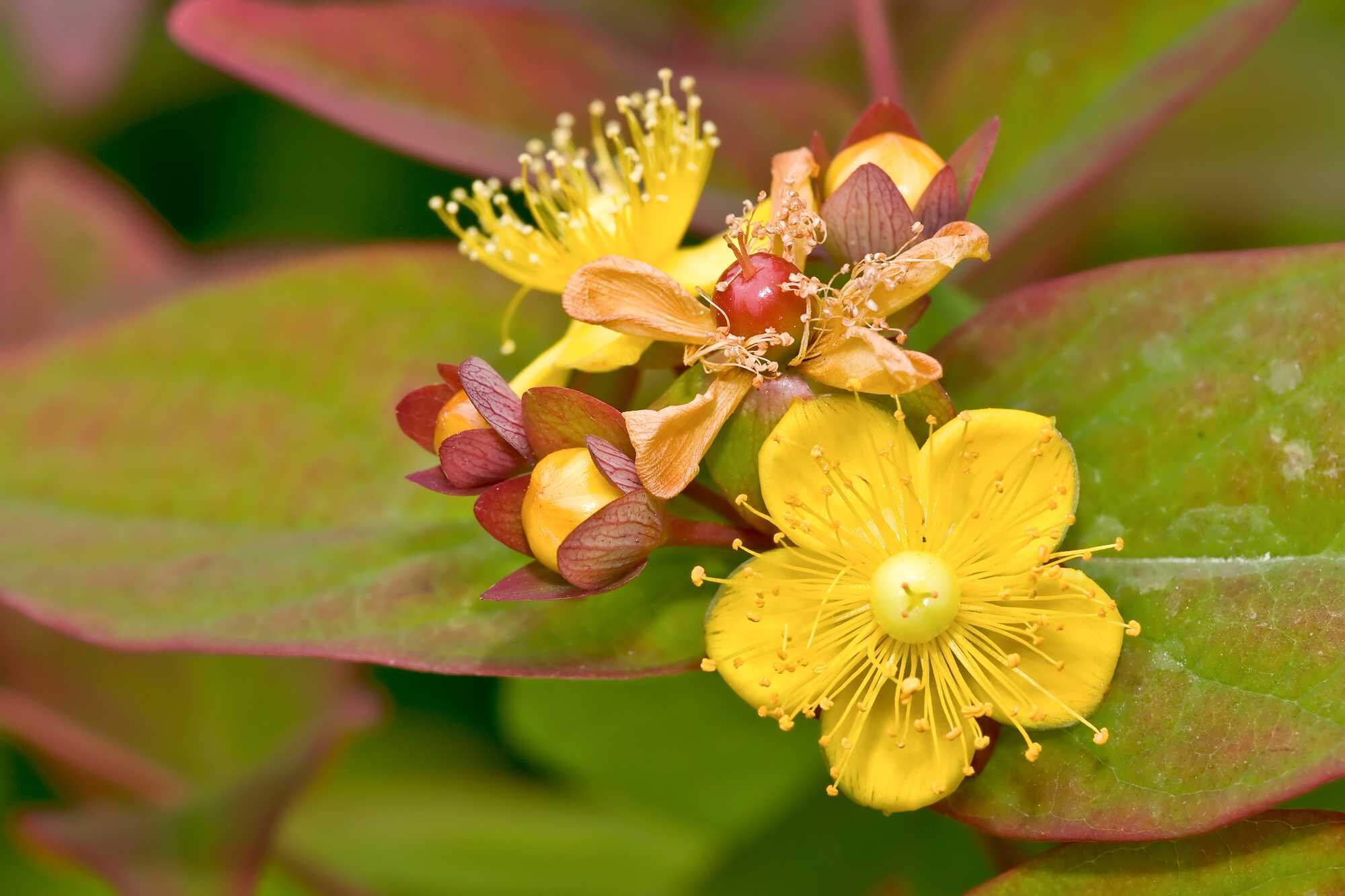 beeld vtwonen Shutterstock / Cosmin Manci