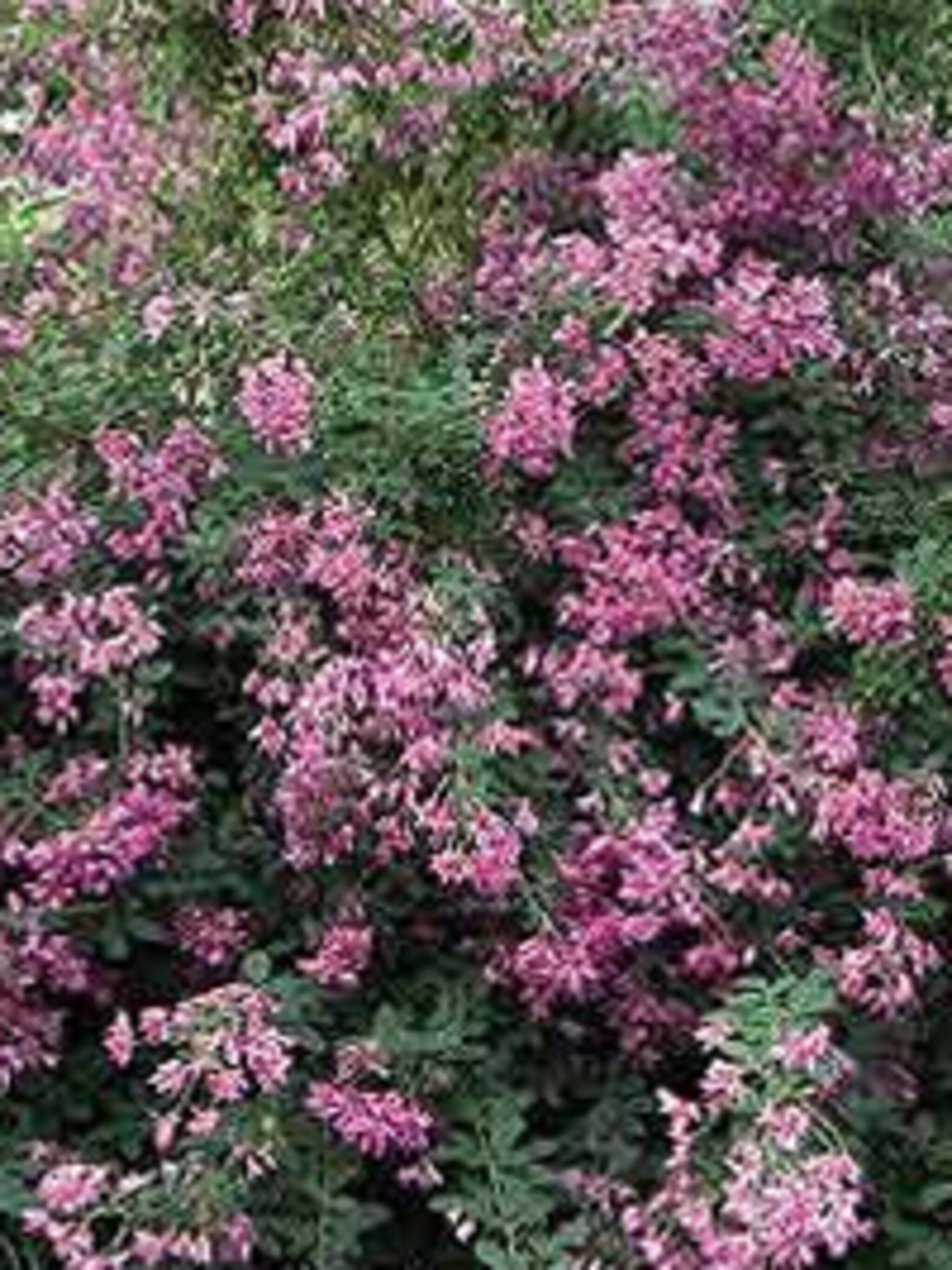 herfstbrem lespedeza thunbergii