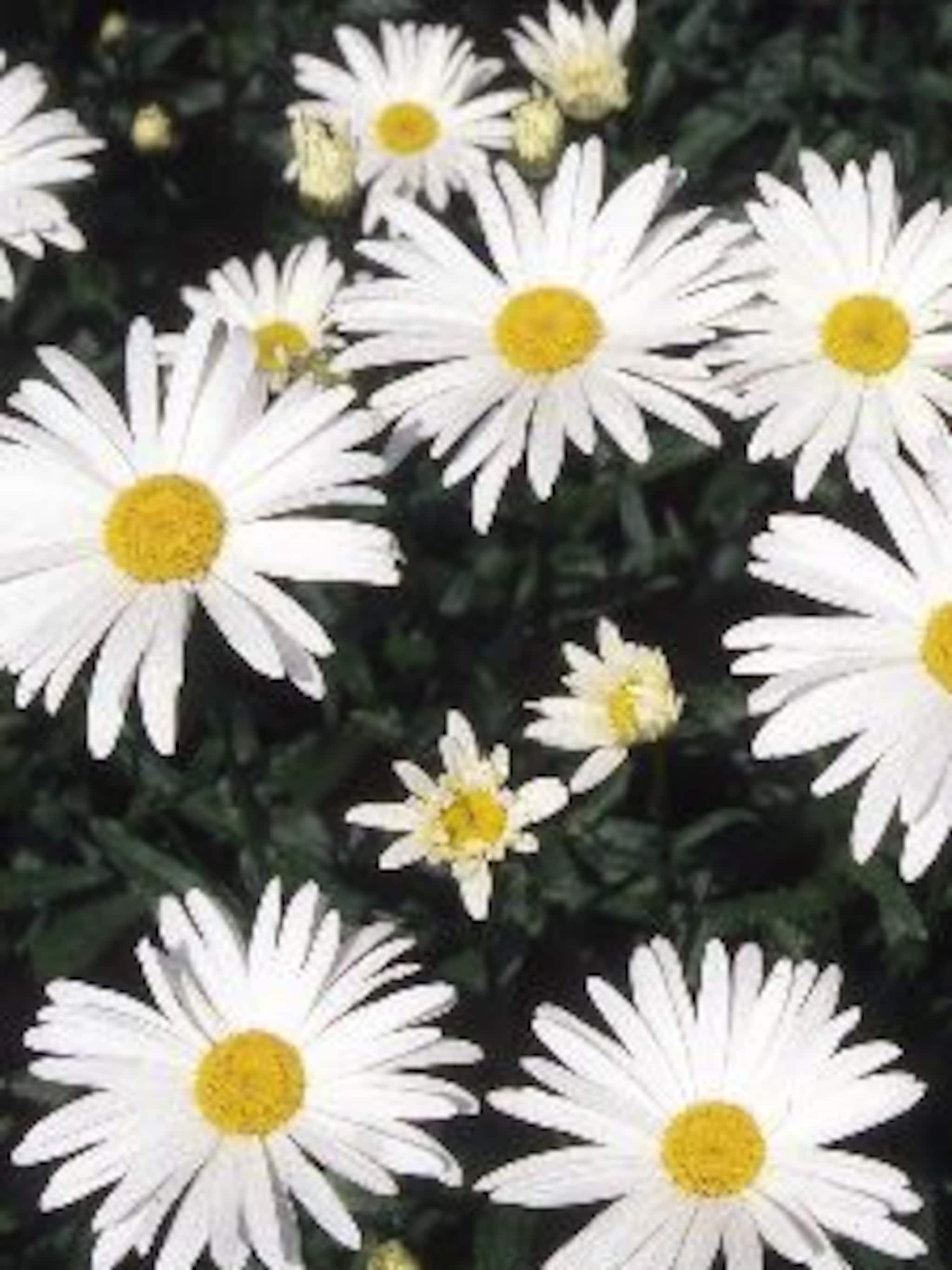 grootbloemige margriet