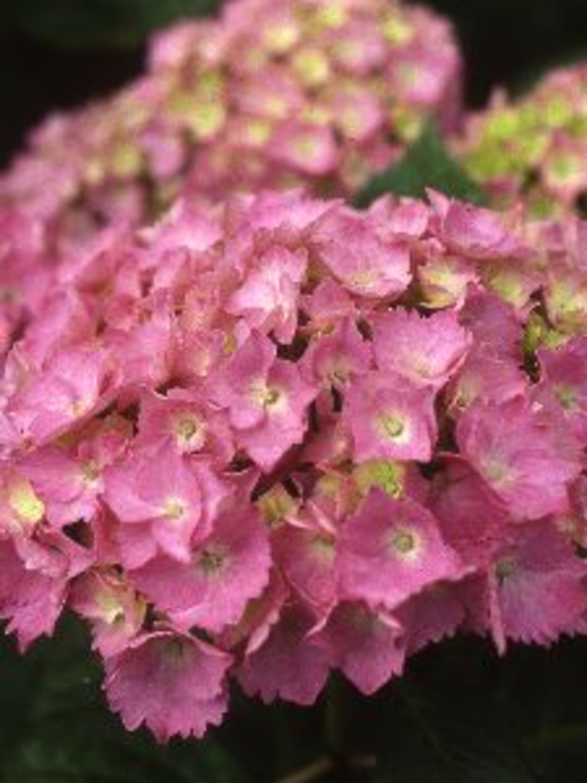hortensia boquet rose