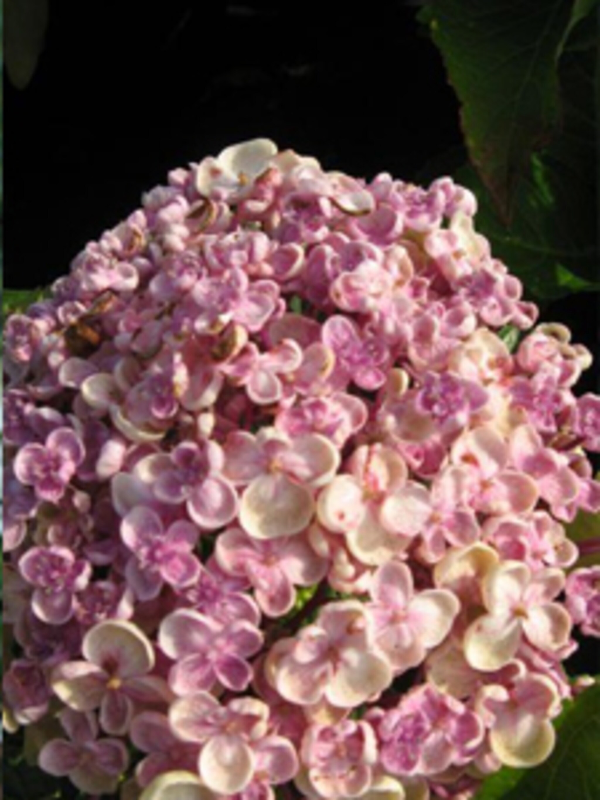 hortensia ayesha