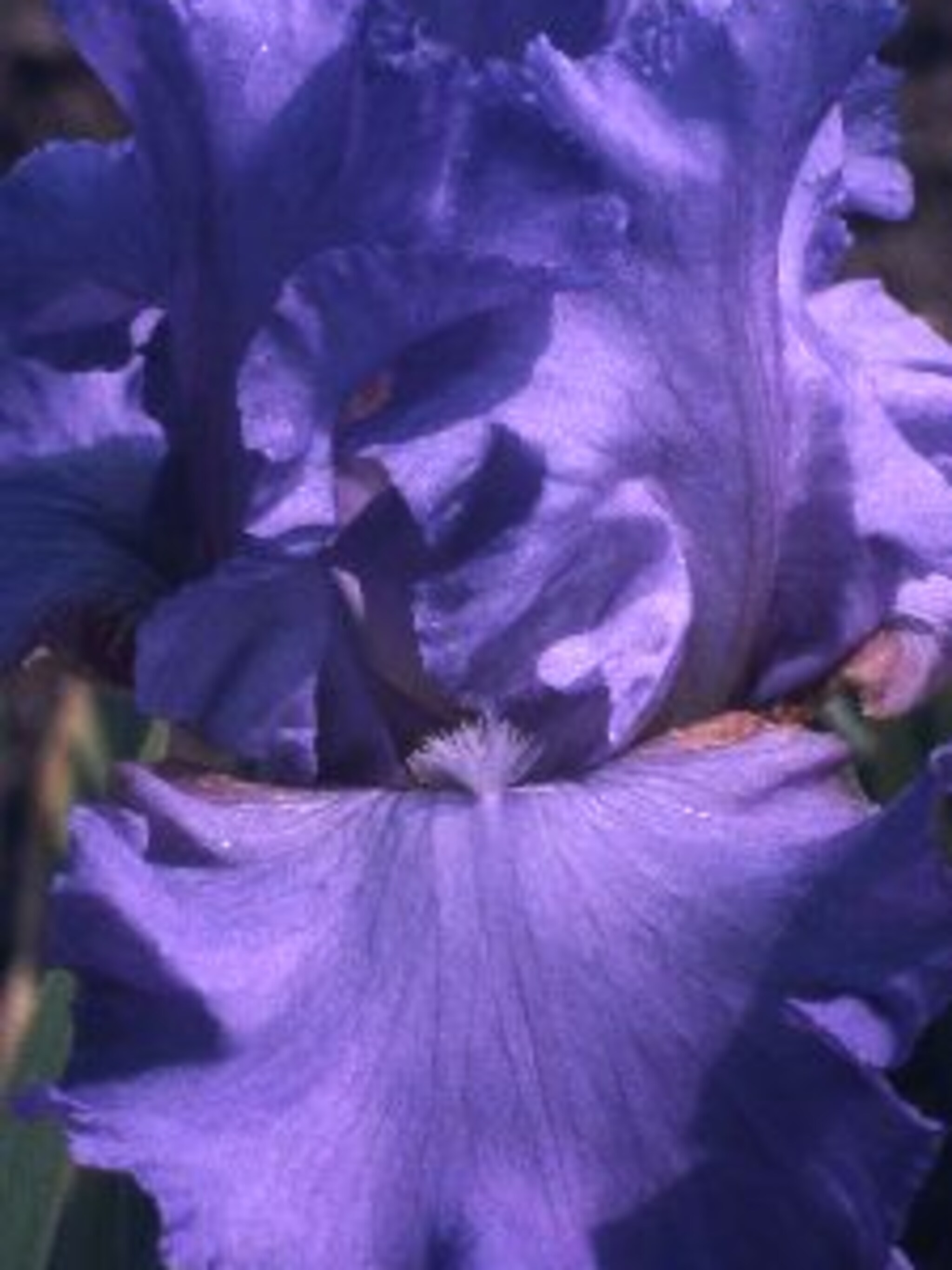 baardiris