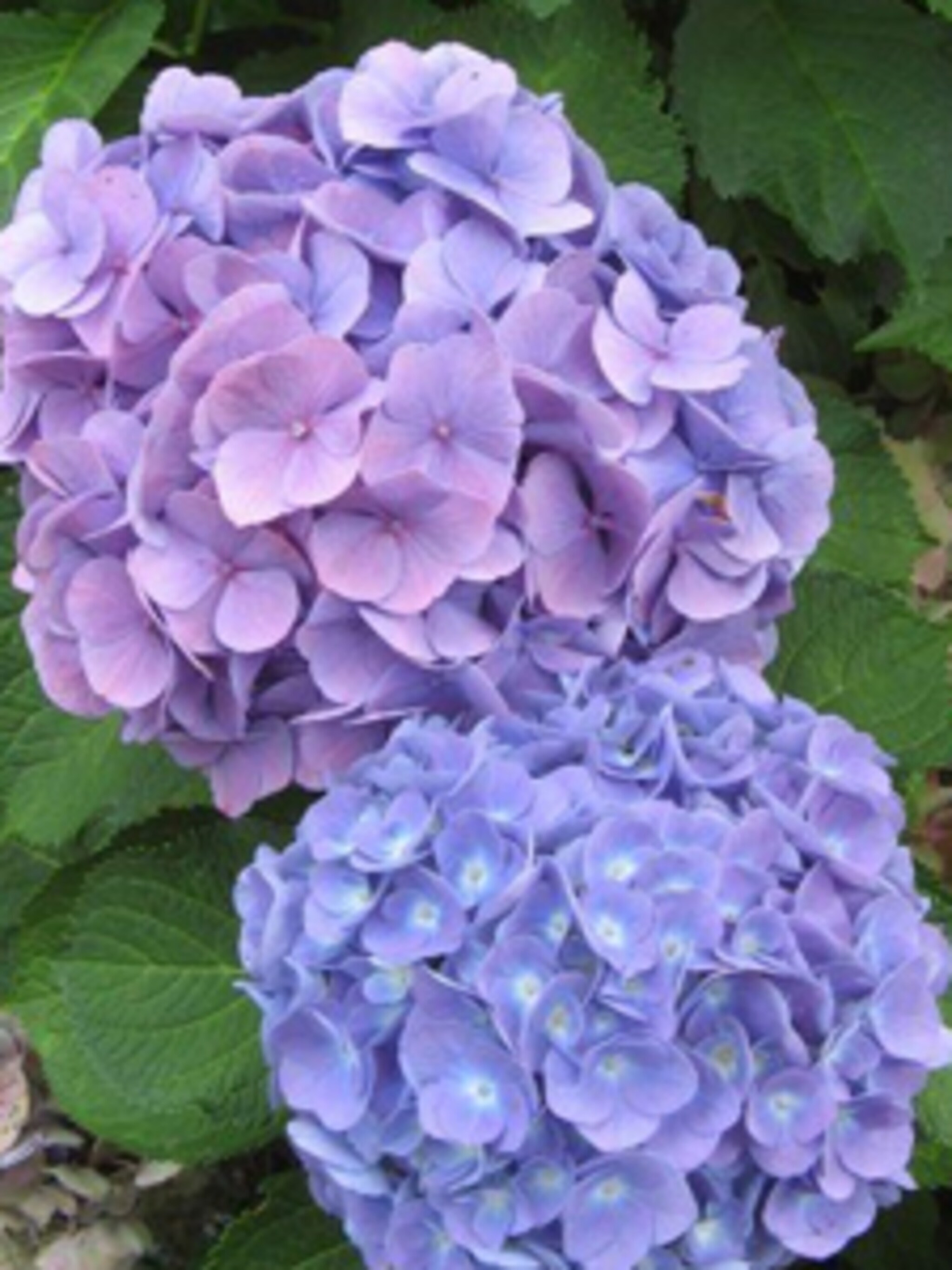 hortensia nikko blue