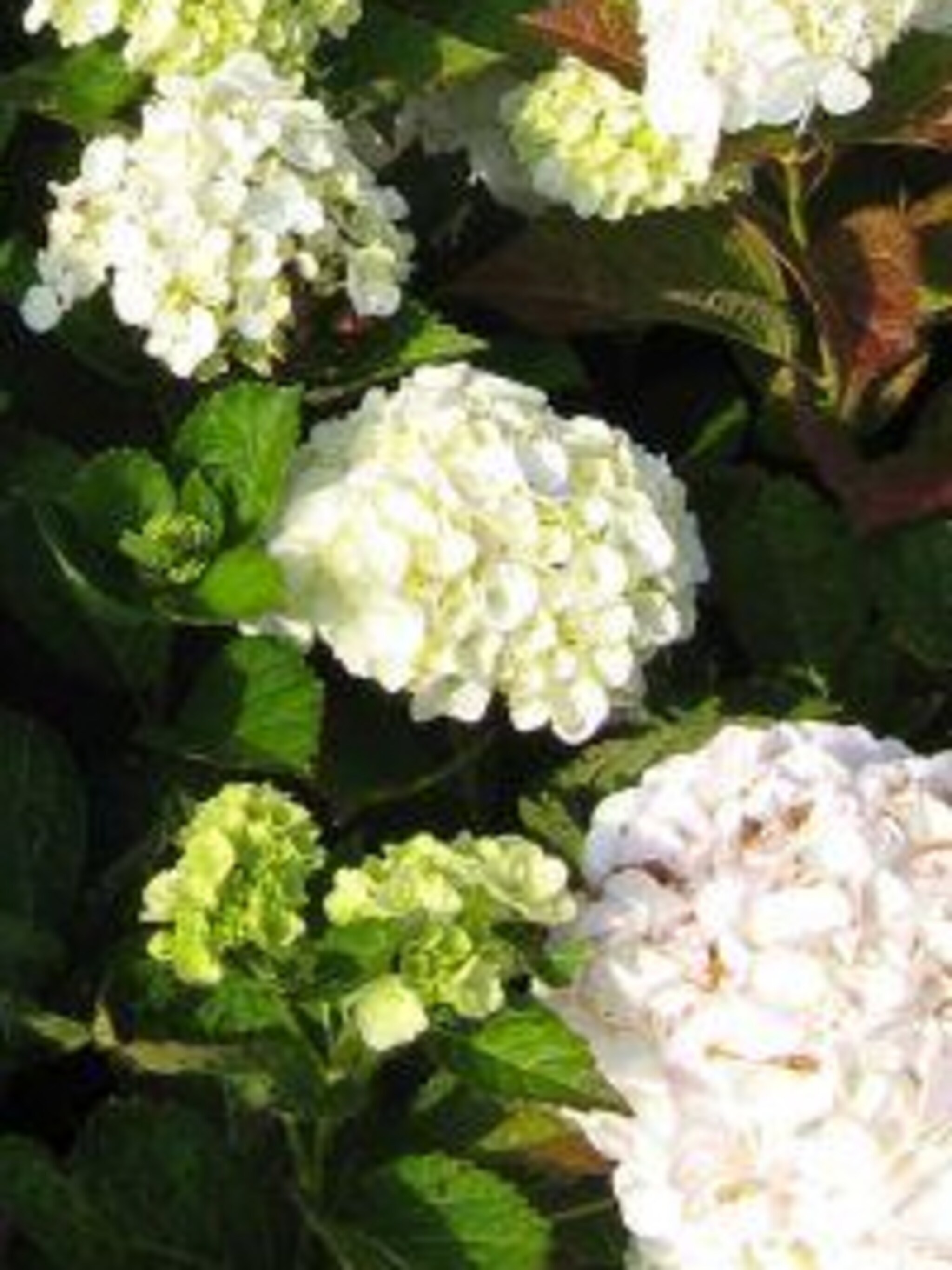 hortensia madame emile mouillere