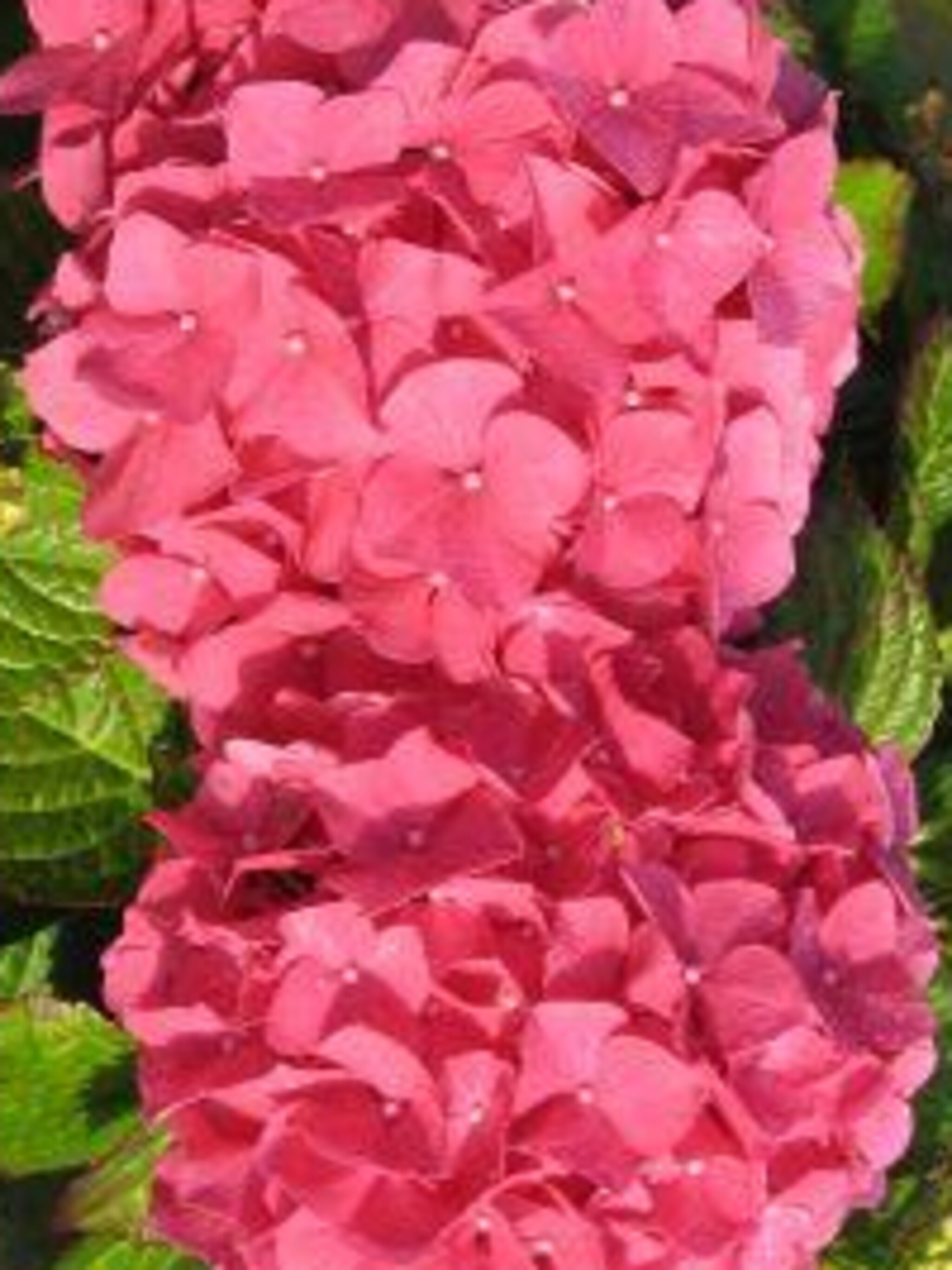 hortensia alpengluhen
