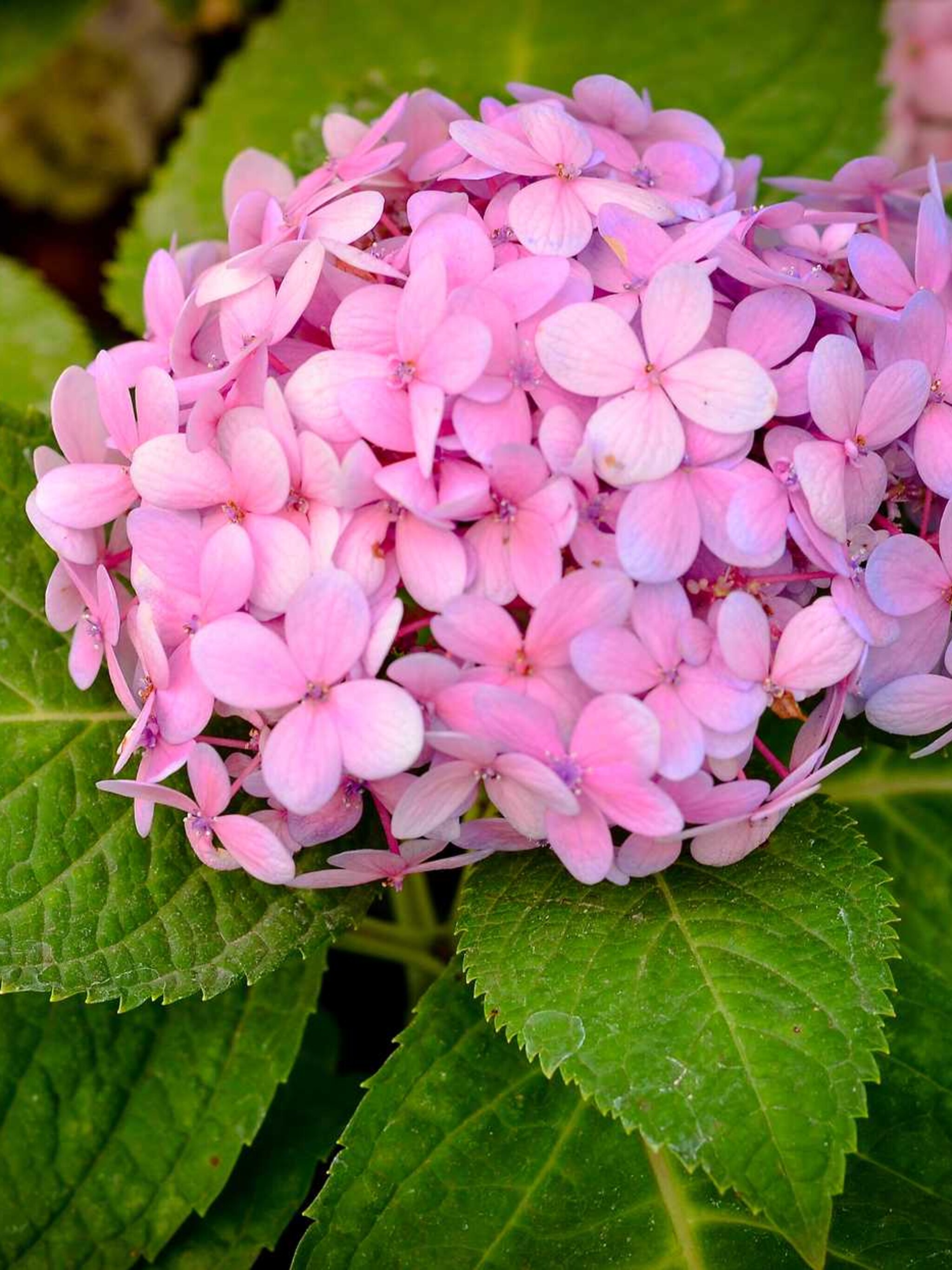 hortensia ami pasquier