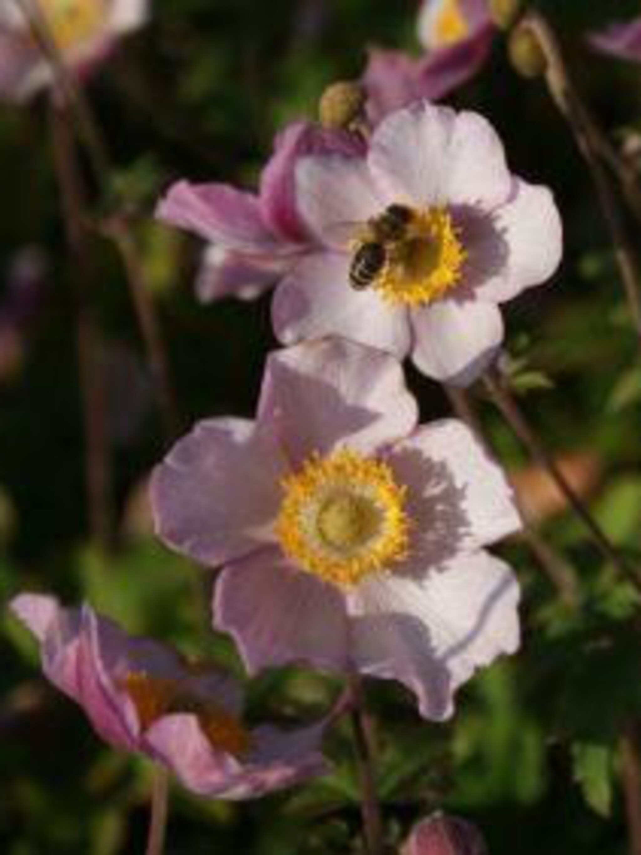 herfstanemoon hadspen abundance