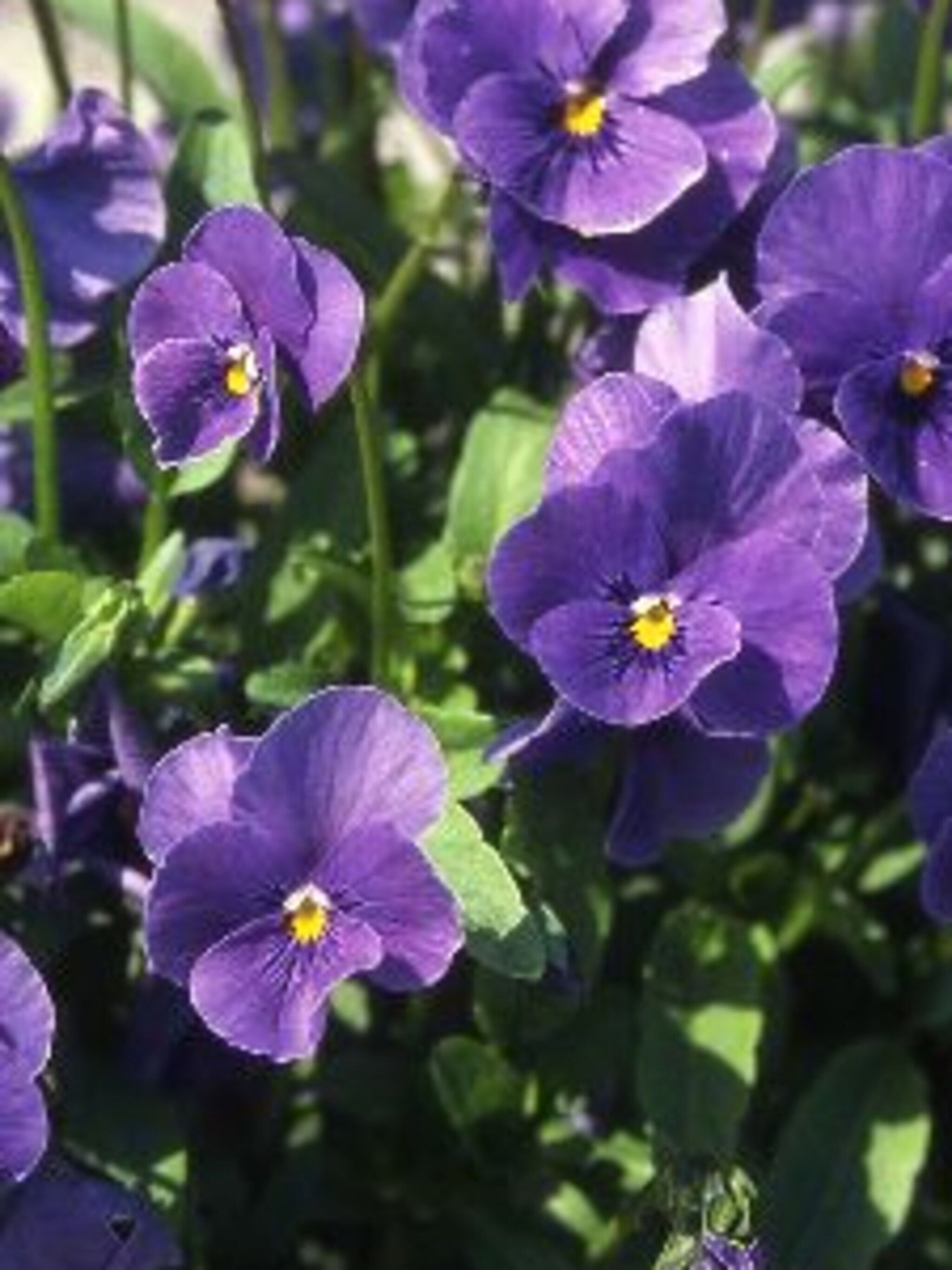 hoornviooltje viola cornuta