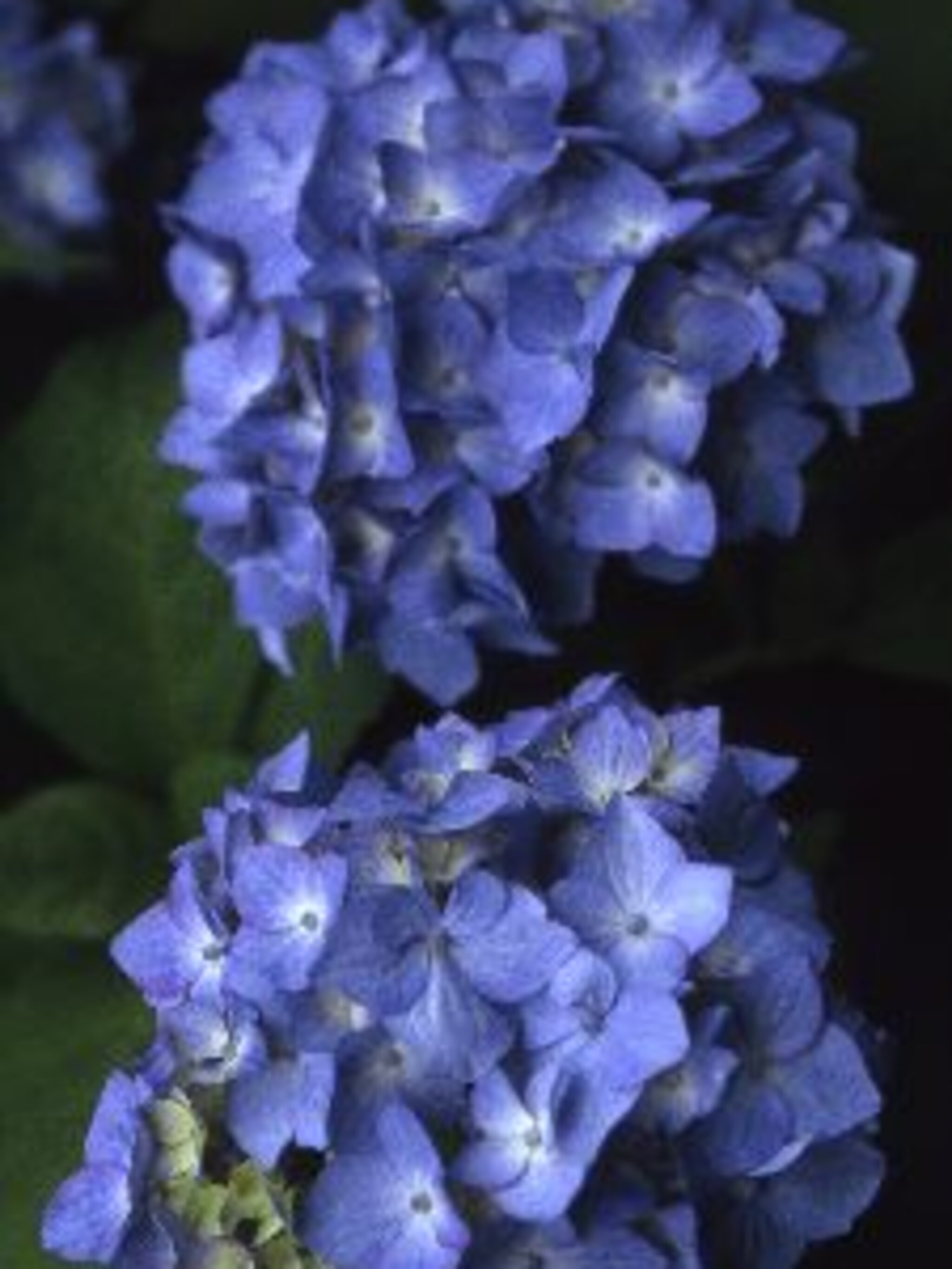 hortensia renate steiniger