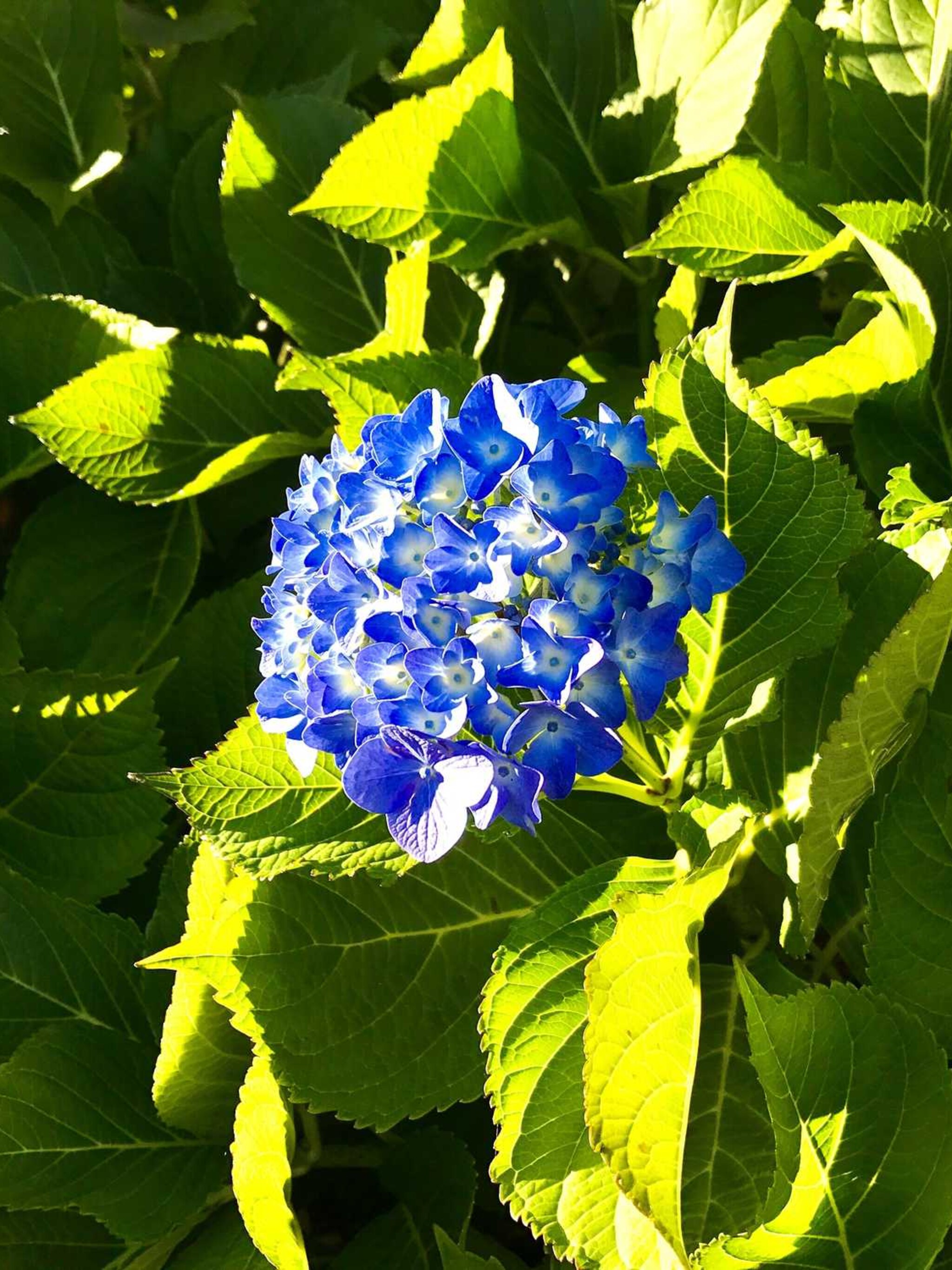 hortensia blaumeise