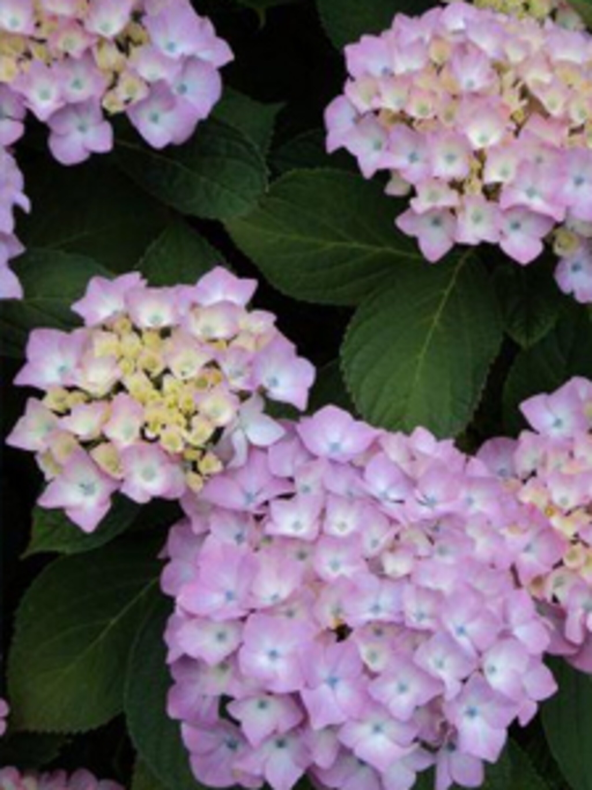 hortensia altona