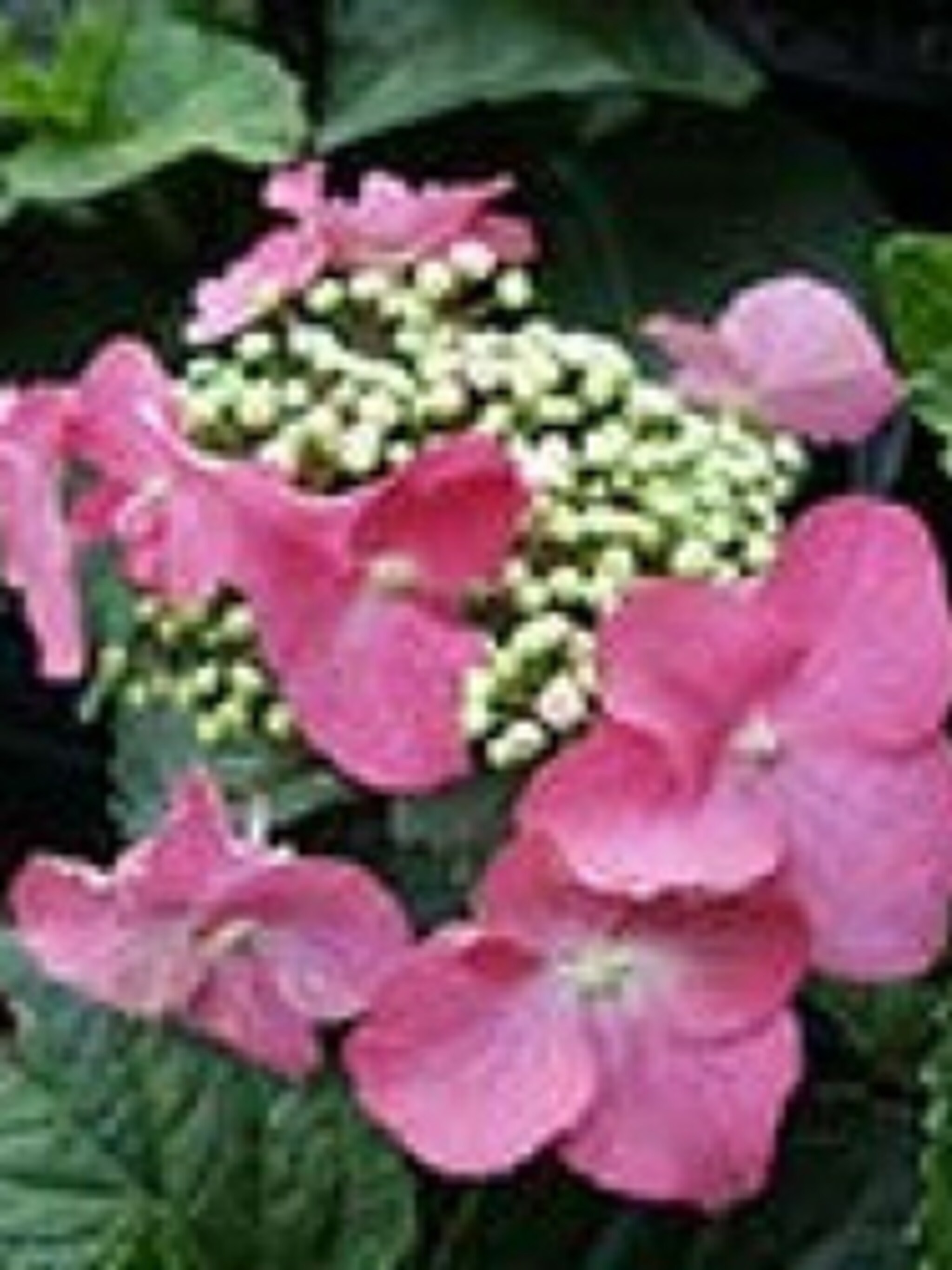 hortensia teller red