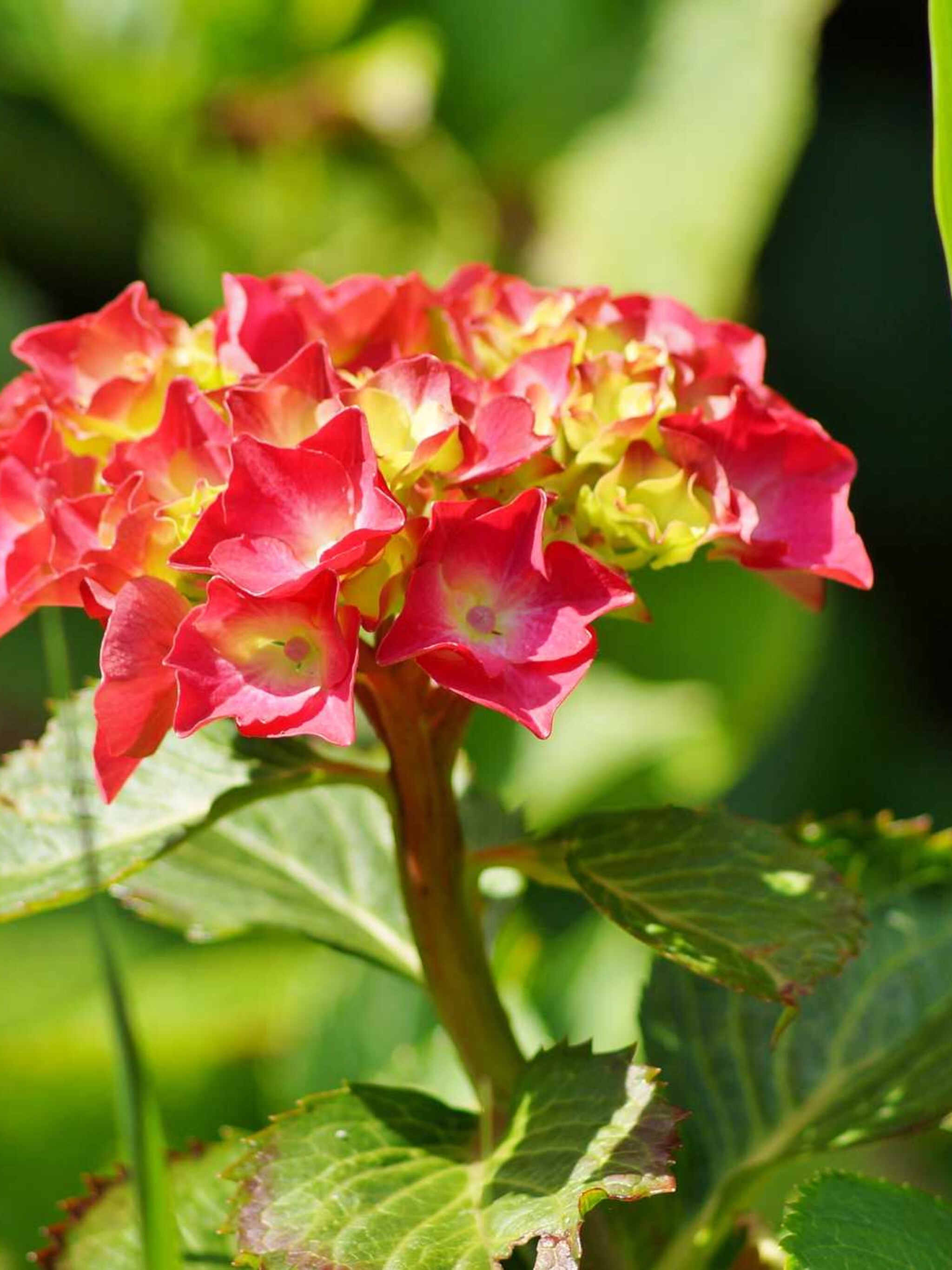 hortensia green shadow