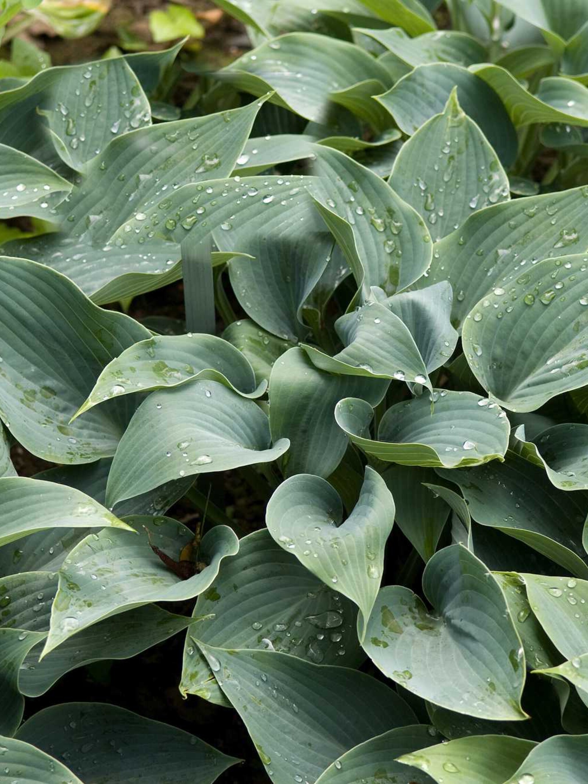 hosta hosta sieboldii