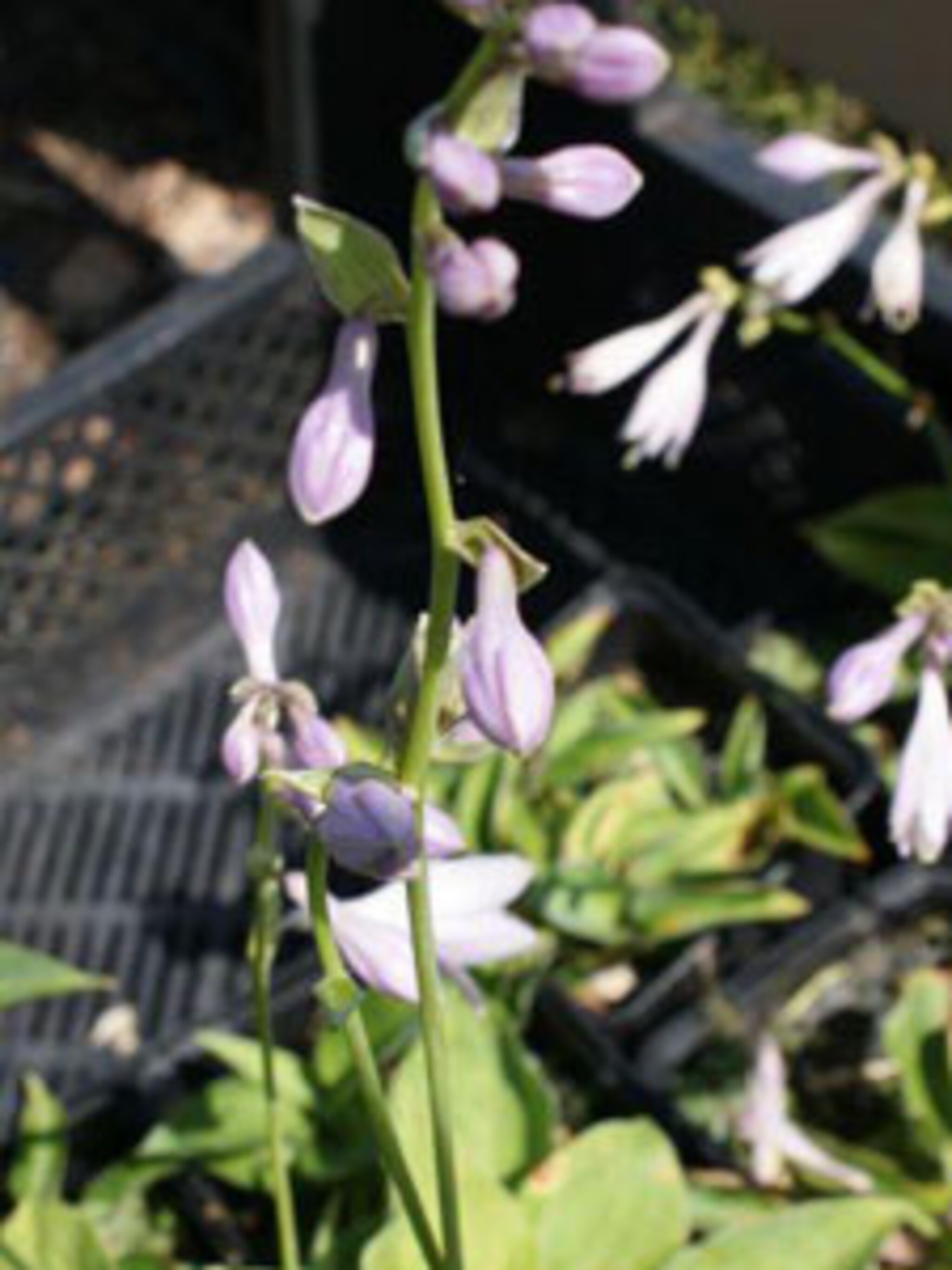 hosta blue cadet