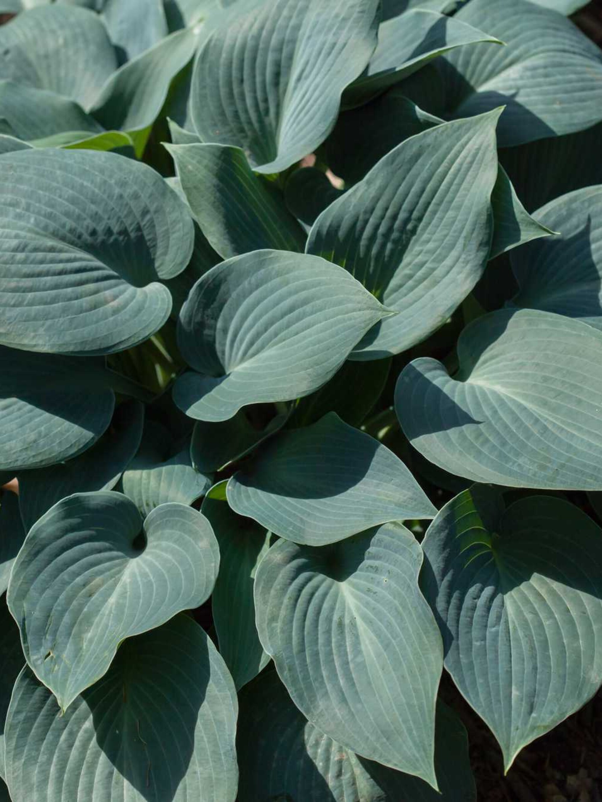 hosta blue moon