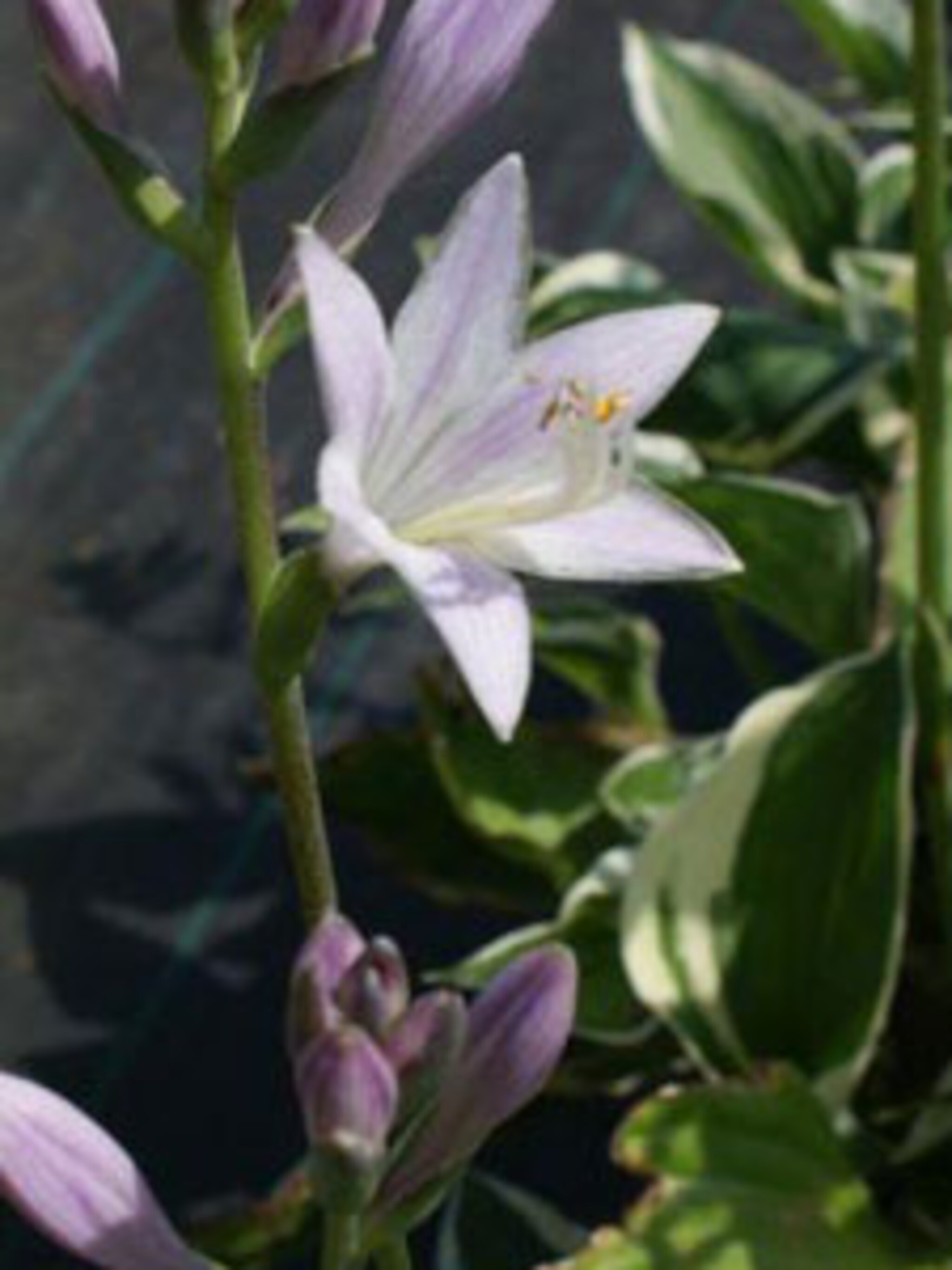 hosta patriot