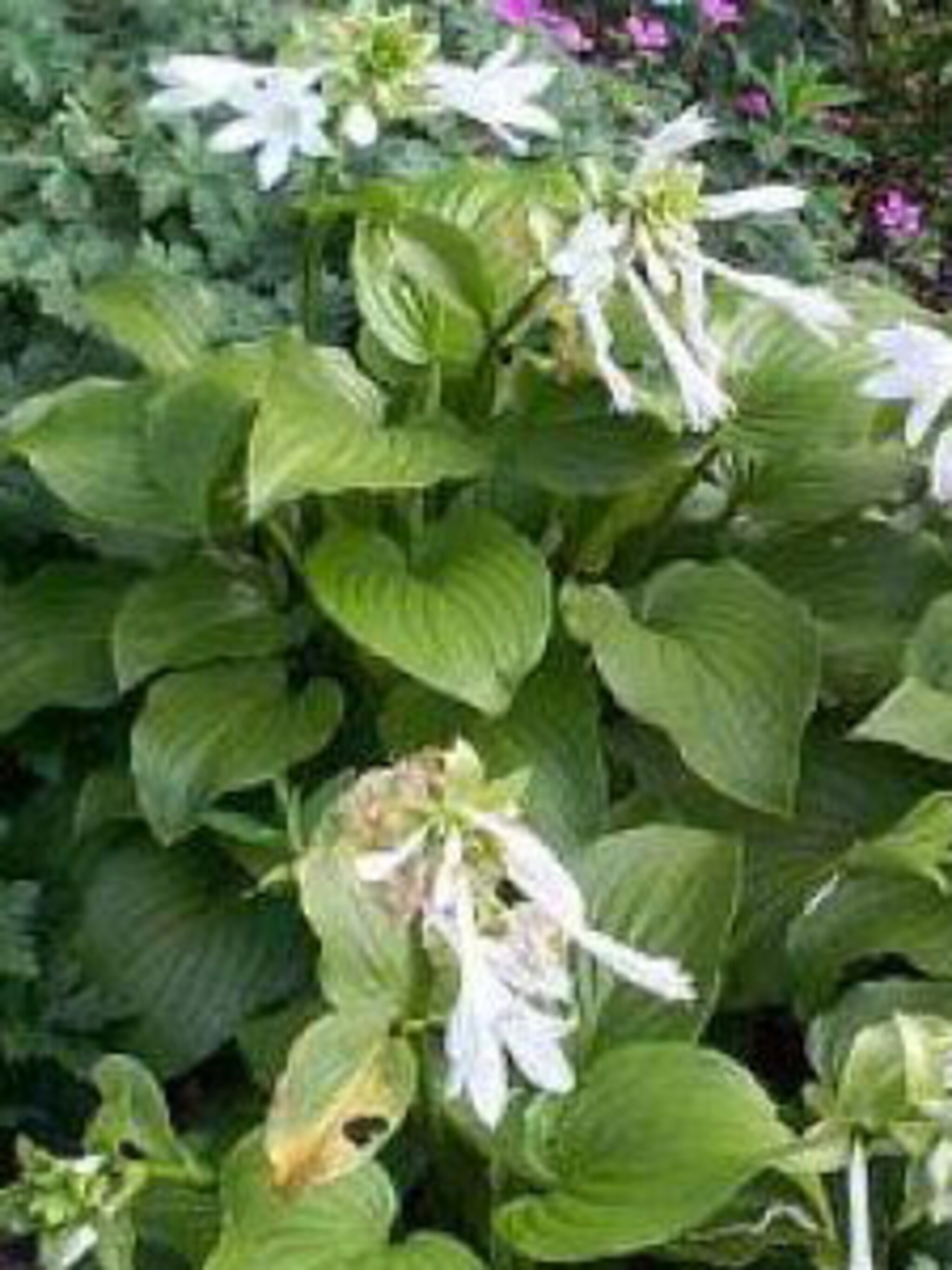 hosta hosta plantaginea varieteit grandiflora