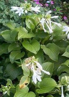 hosta-hosta-plantaginea-varieteit-grandiflora