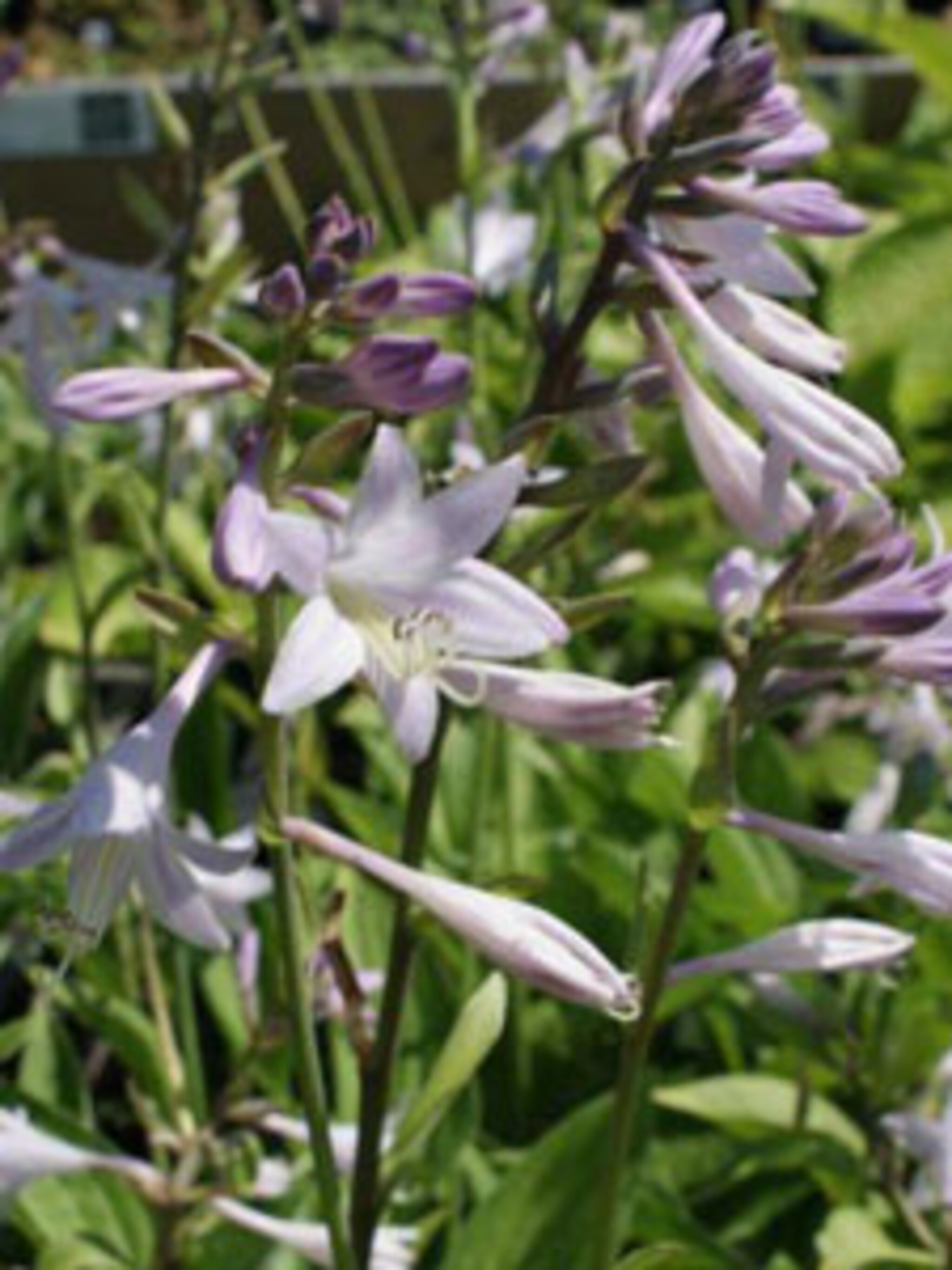 hosta fortunei hyacinthina