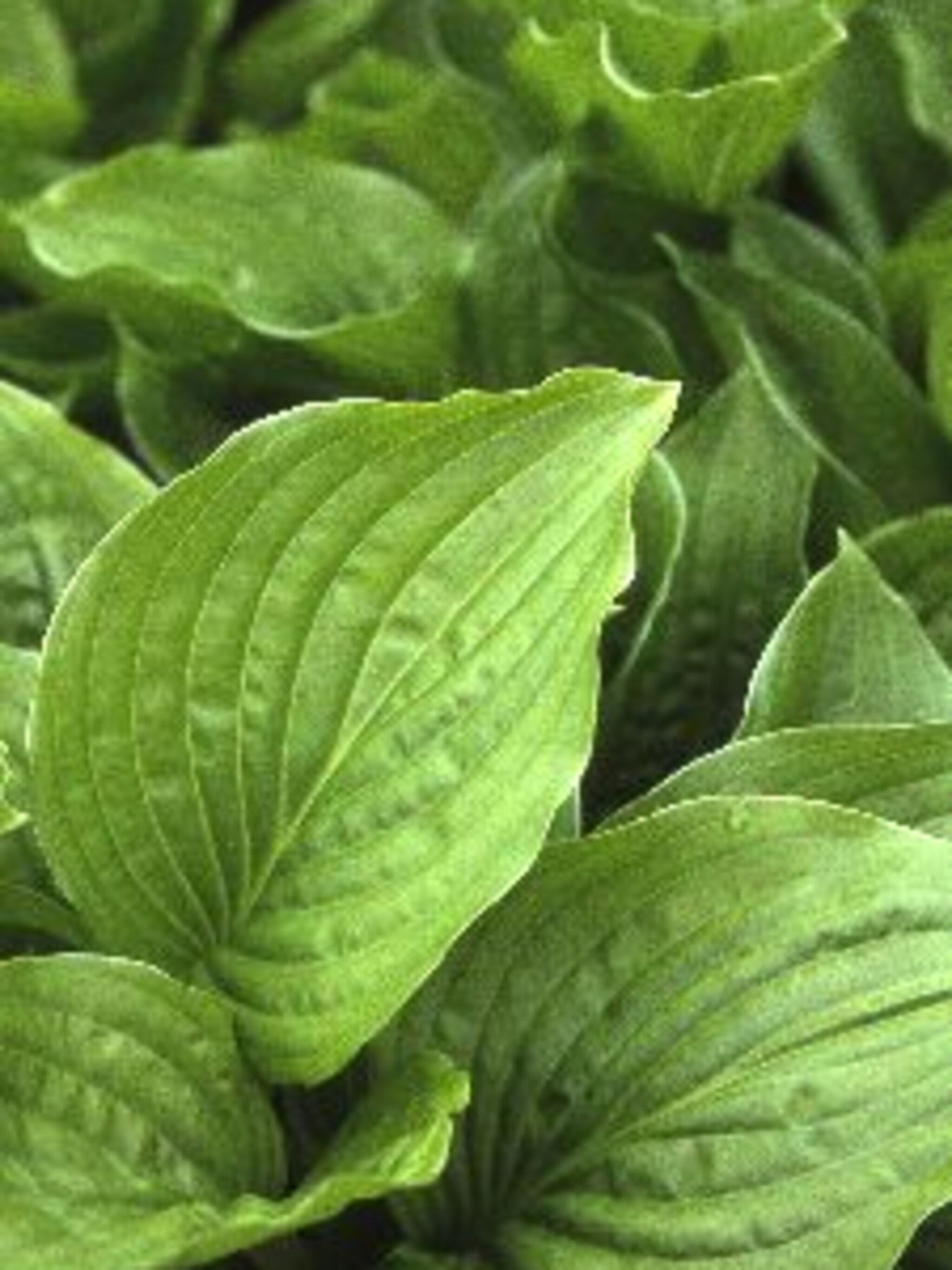 hosta royal standard
