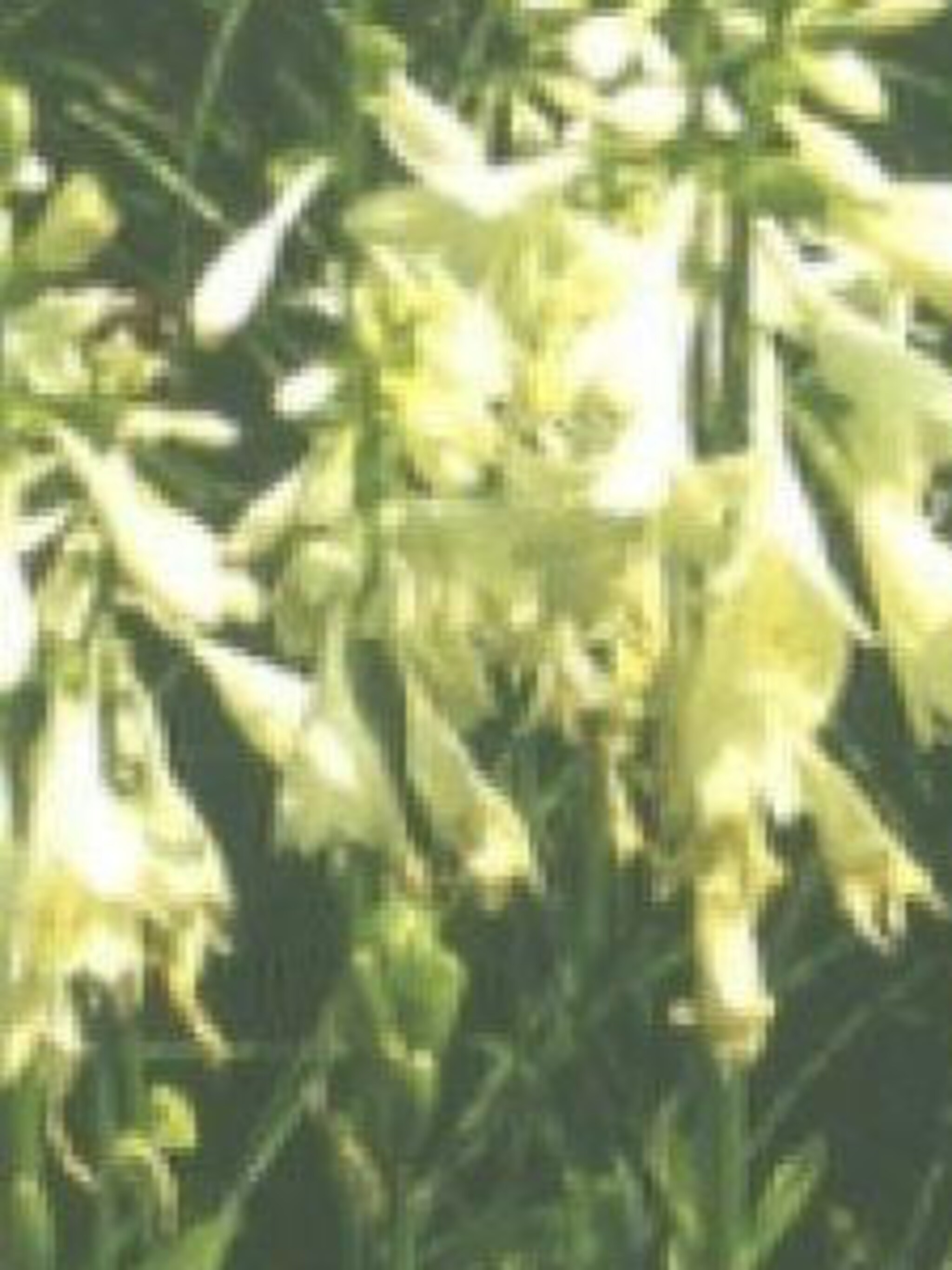 hosta snowflakes