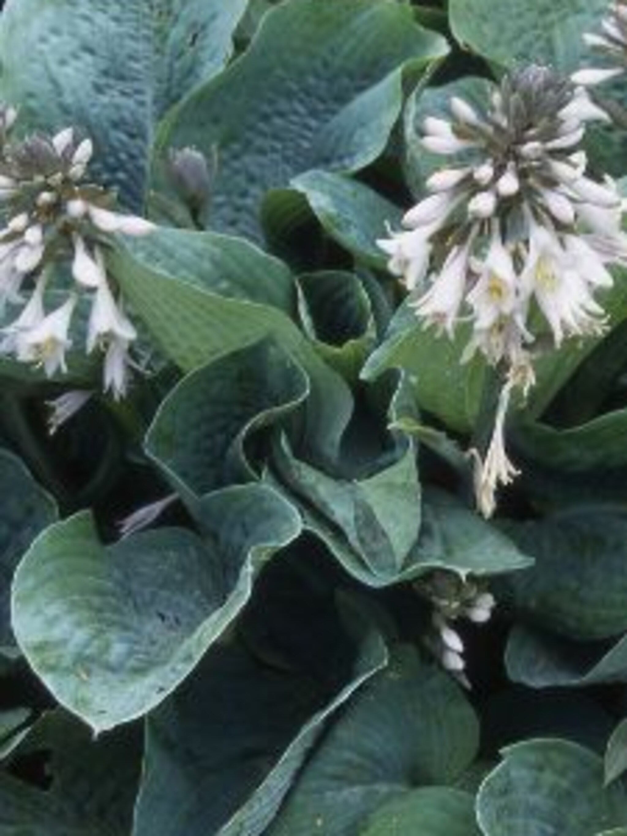 hosta elegans